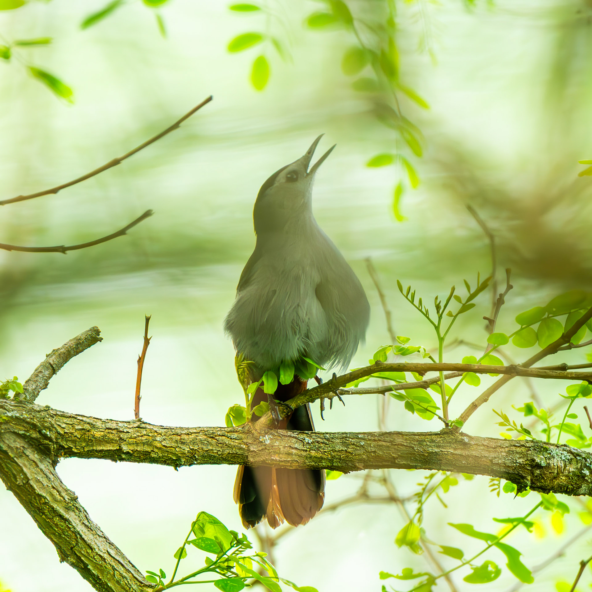 Grey Catbird