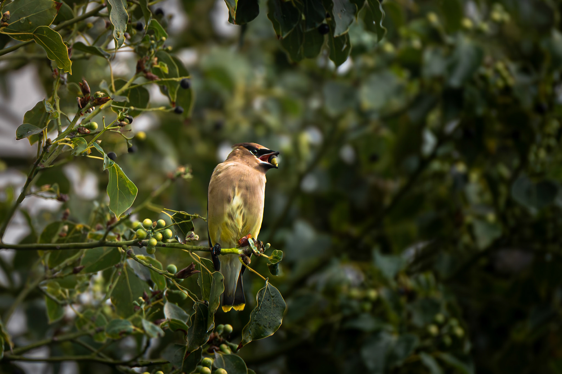 Cedar Waxwing