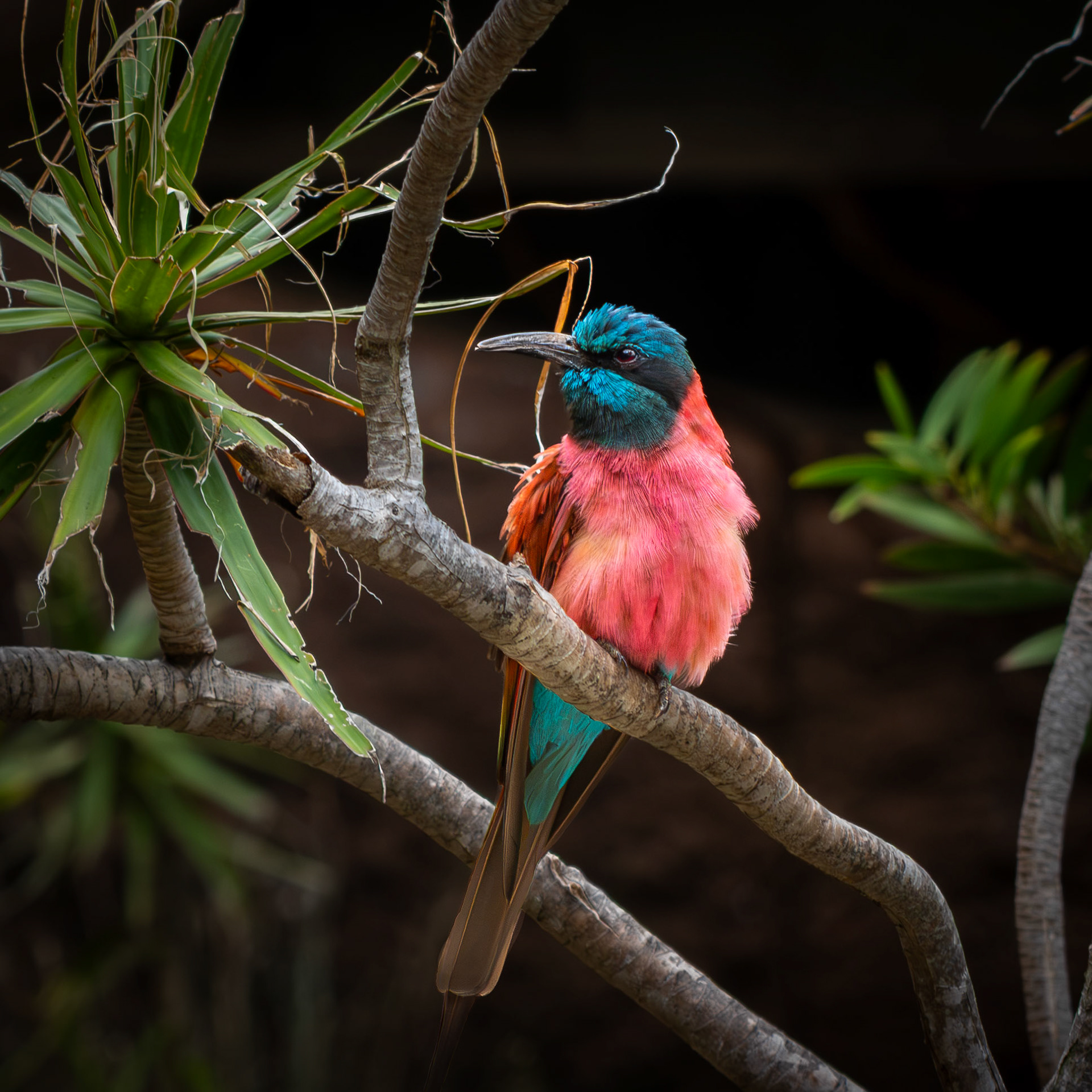 Northern Carmine Weaver