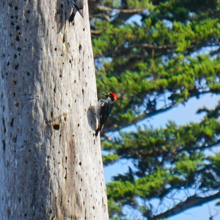 Acorn Woodpecker