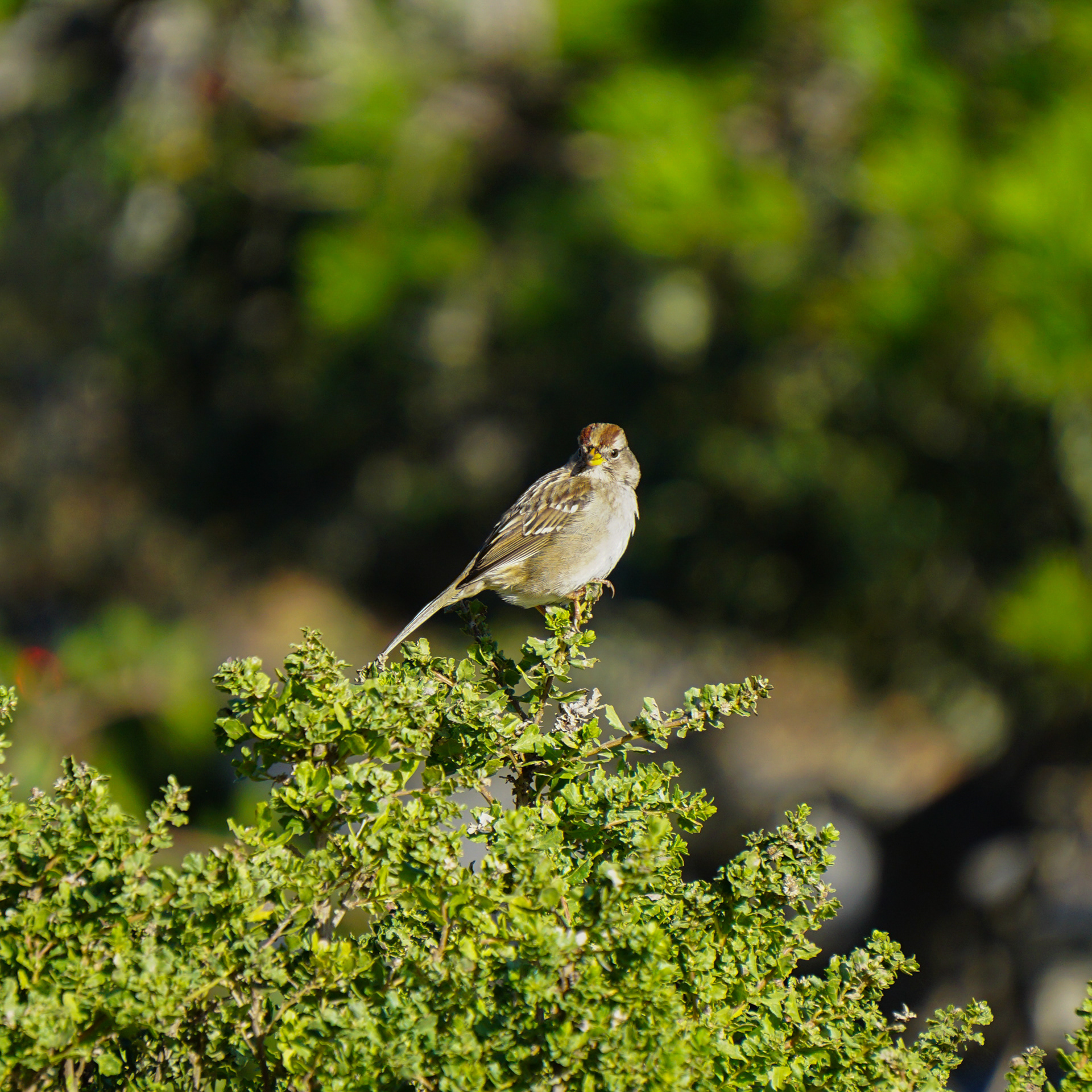 White-Crowned Sparrow