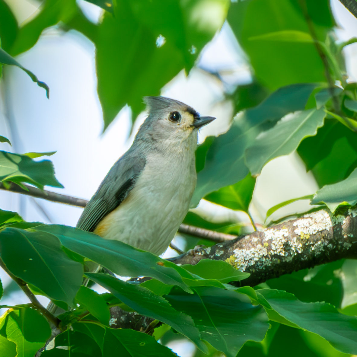 Tufted Titmouse