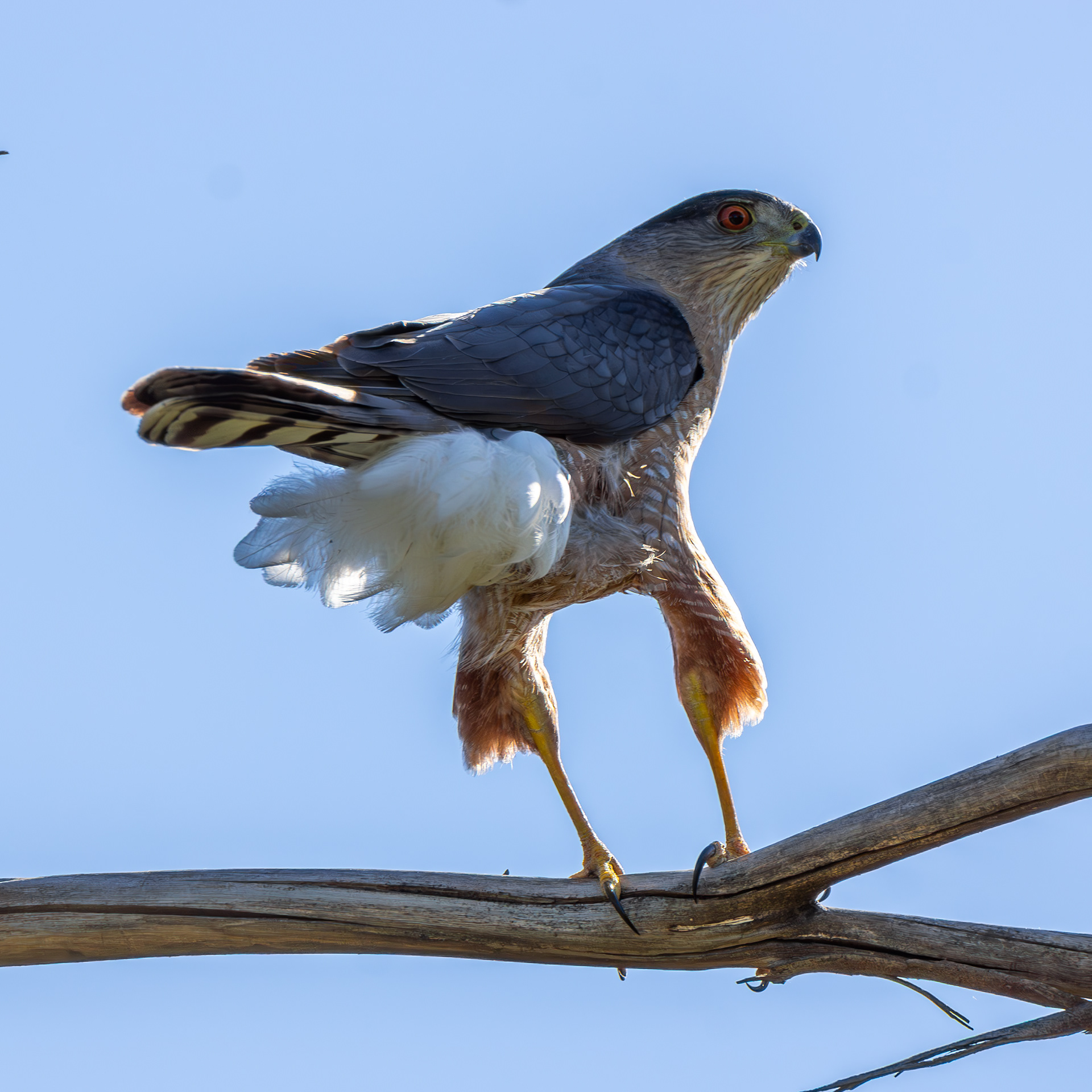 Cooper's Hawk