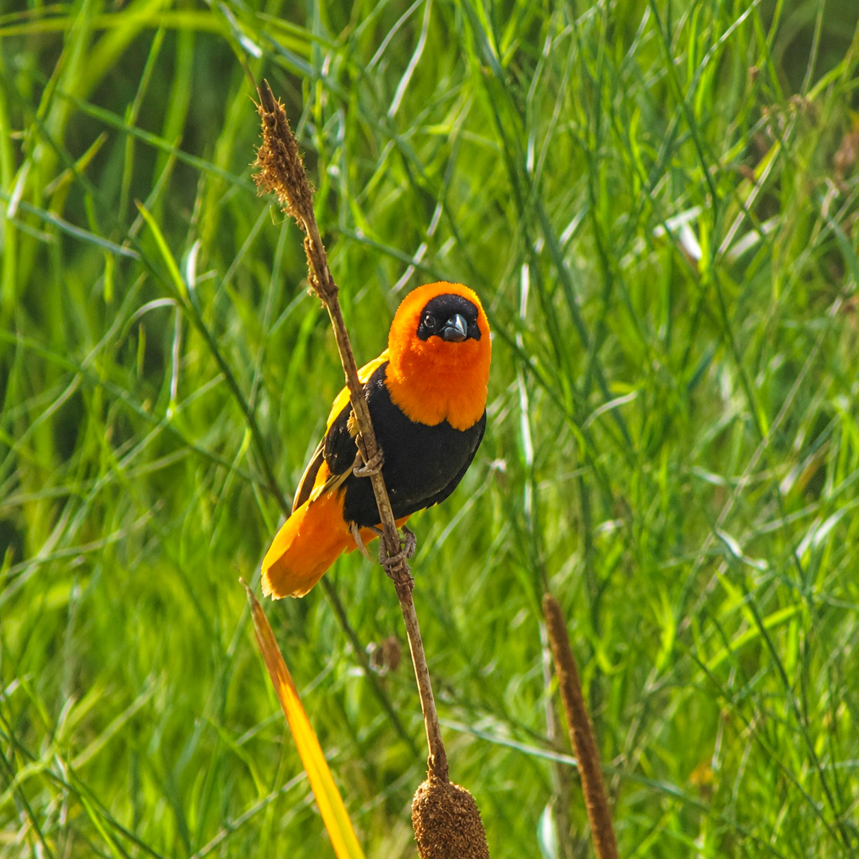 Northern Red Bishop