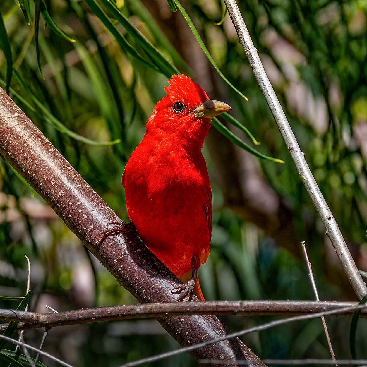 Summer Tanager