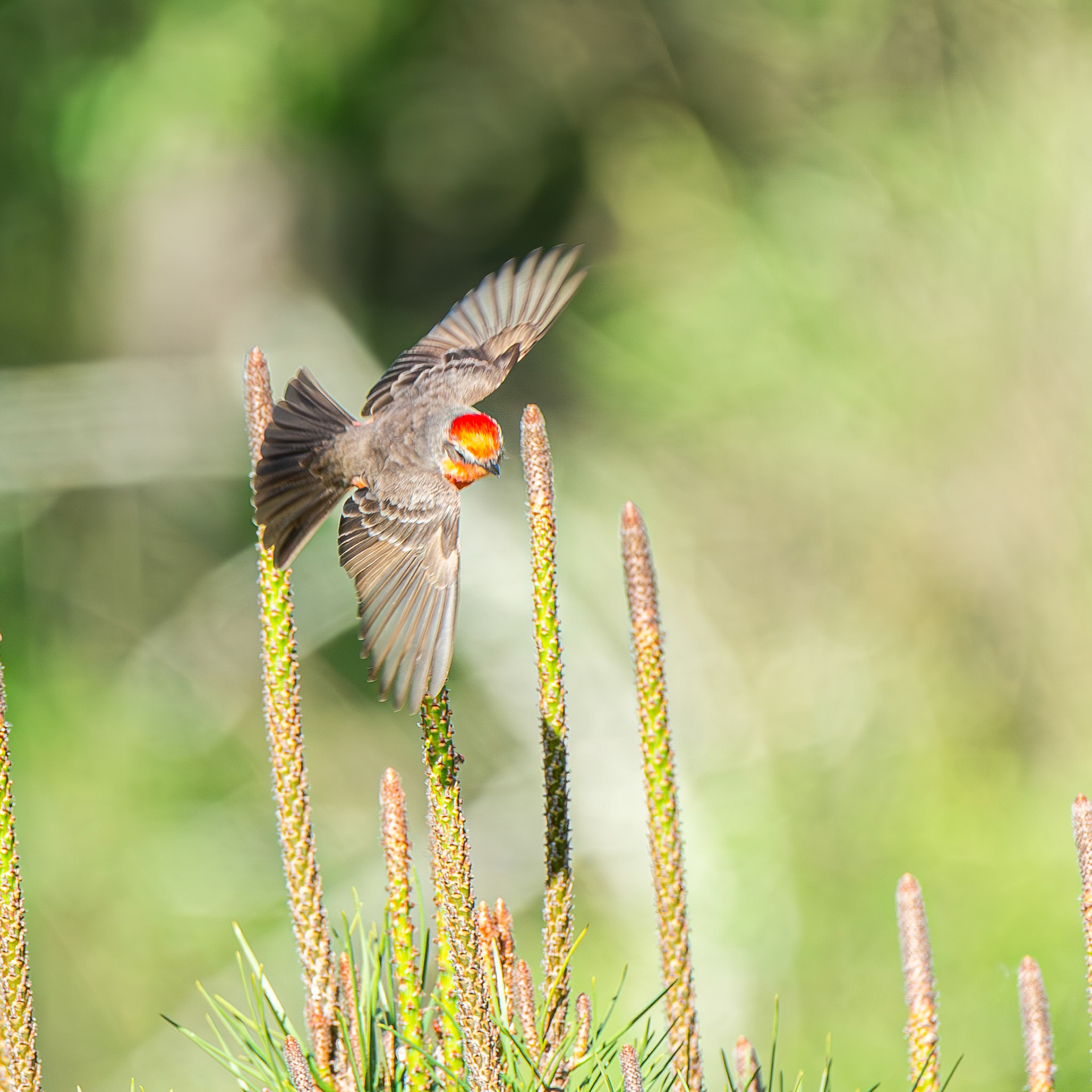 Vermillion Flycatcher