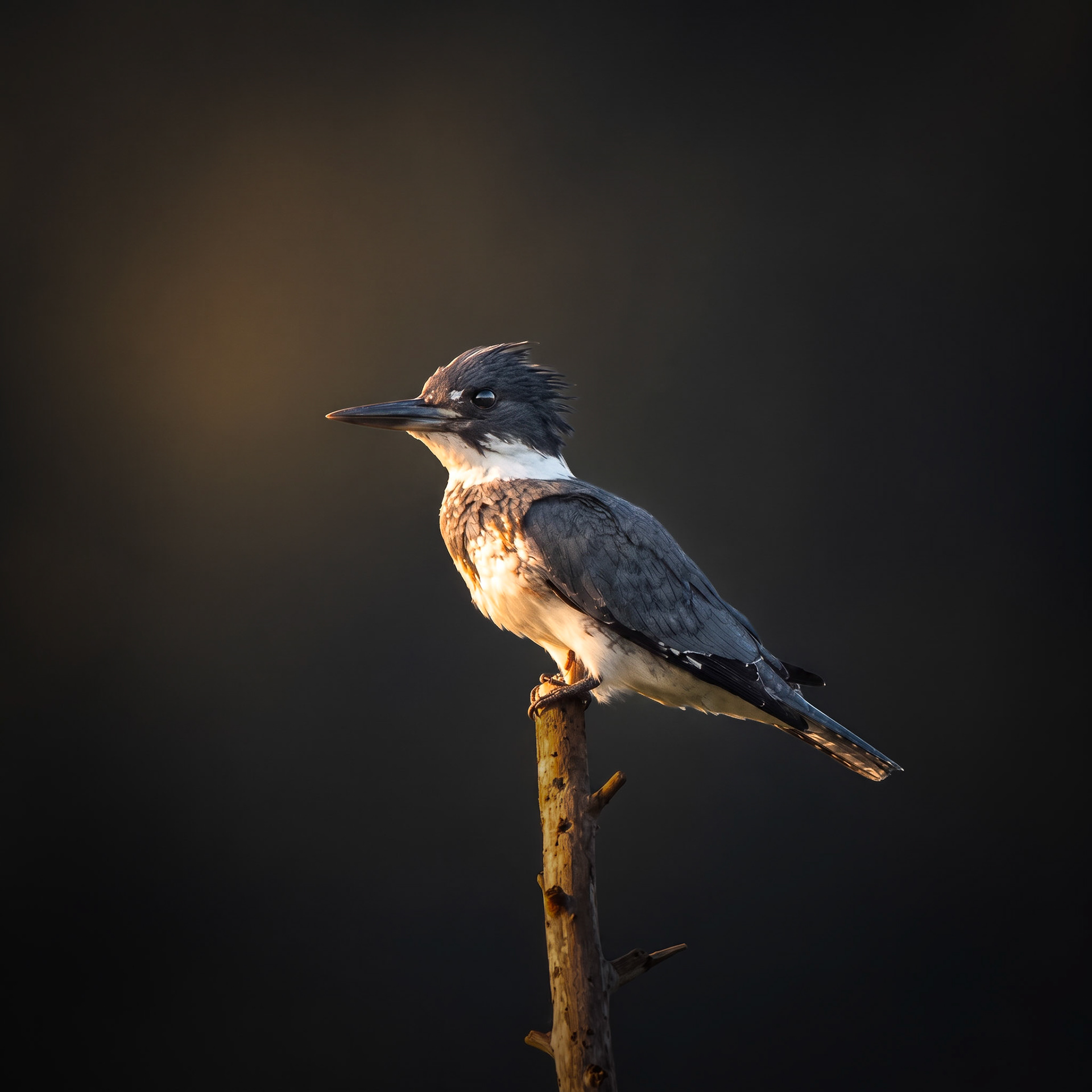Belted Kingfisher