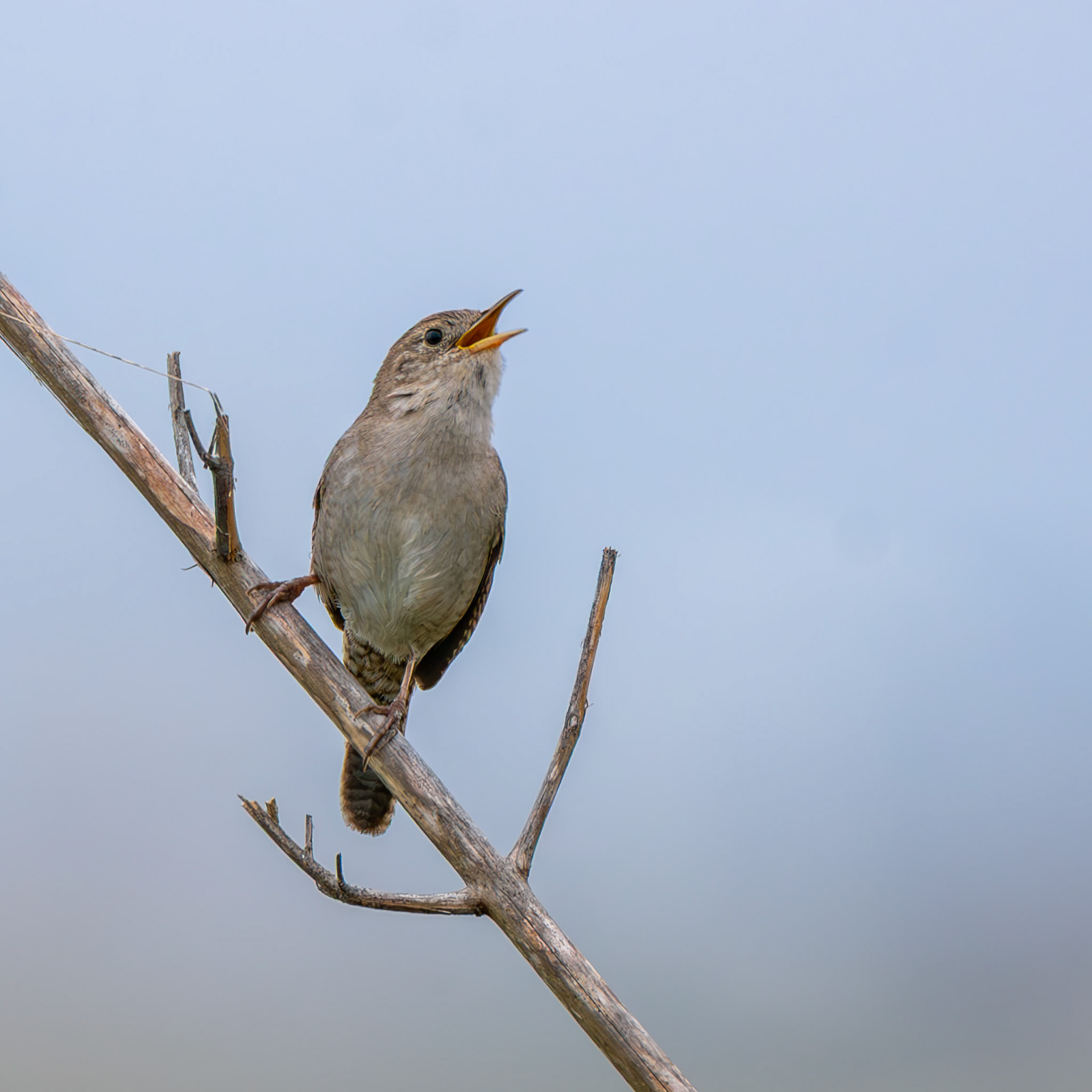 House Wren