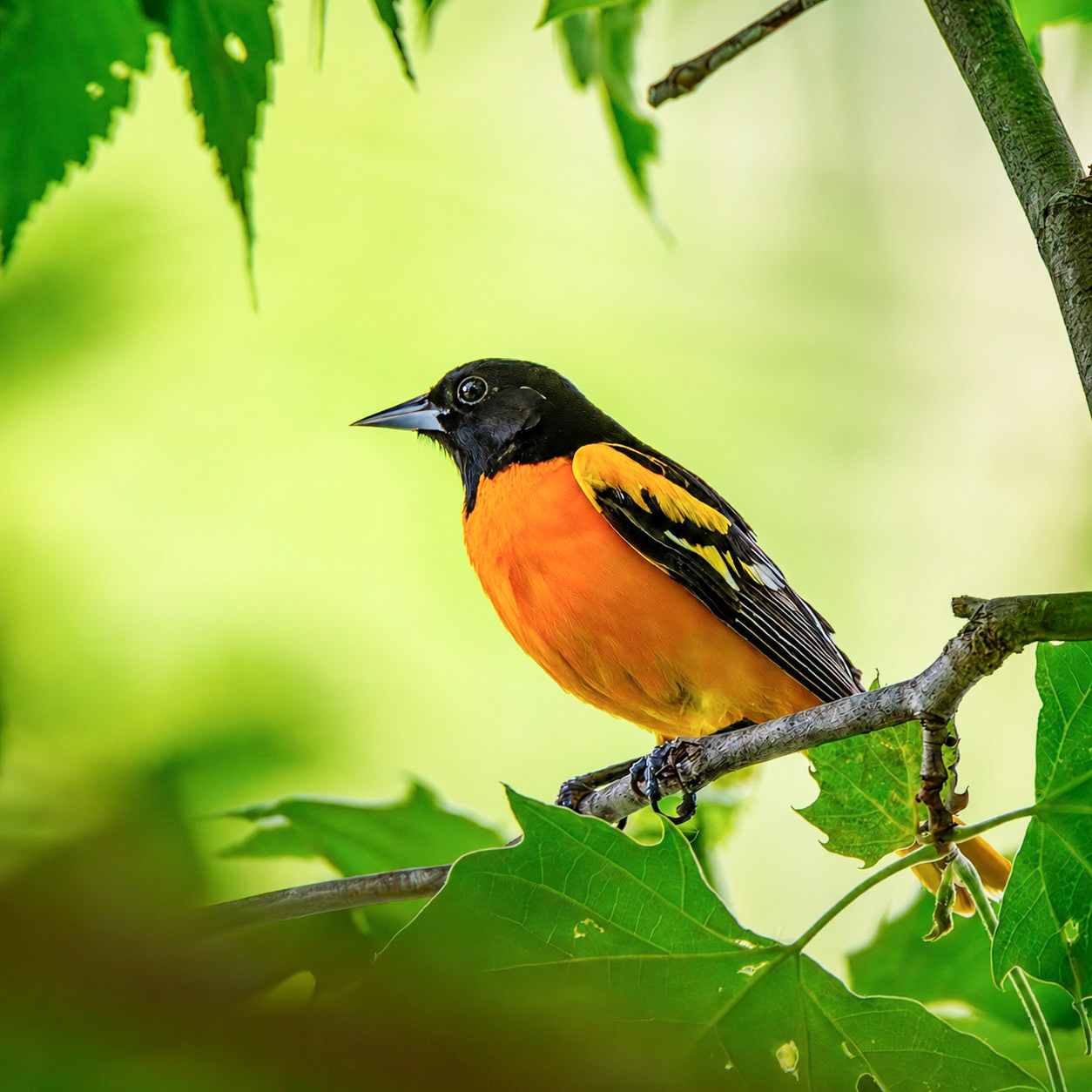 Baltimore Oriole