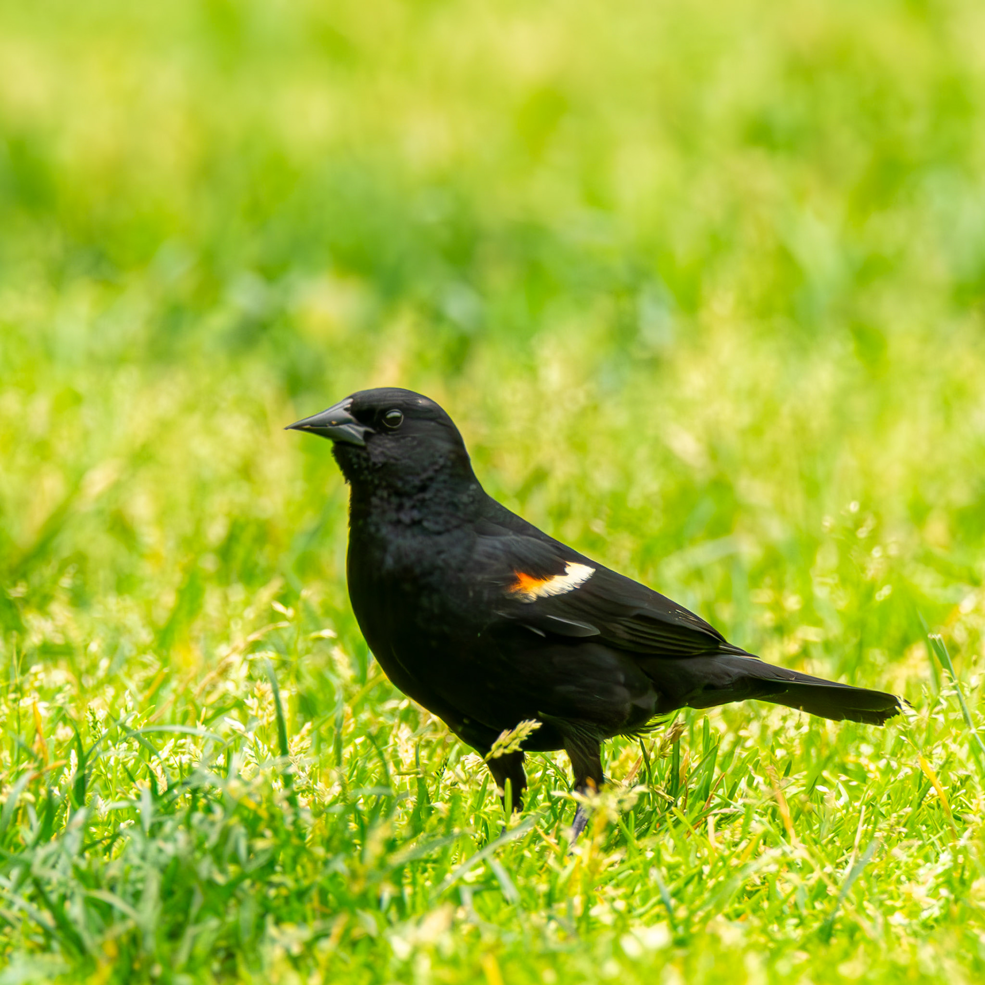 Red-Winged Blackbird