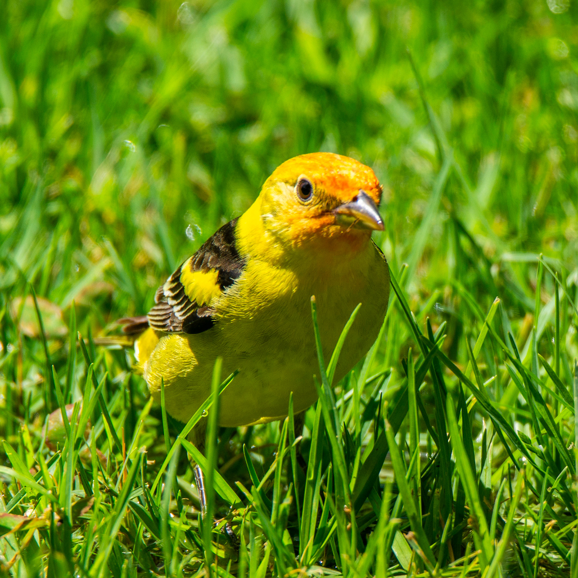 Western Tanager