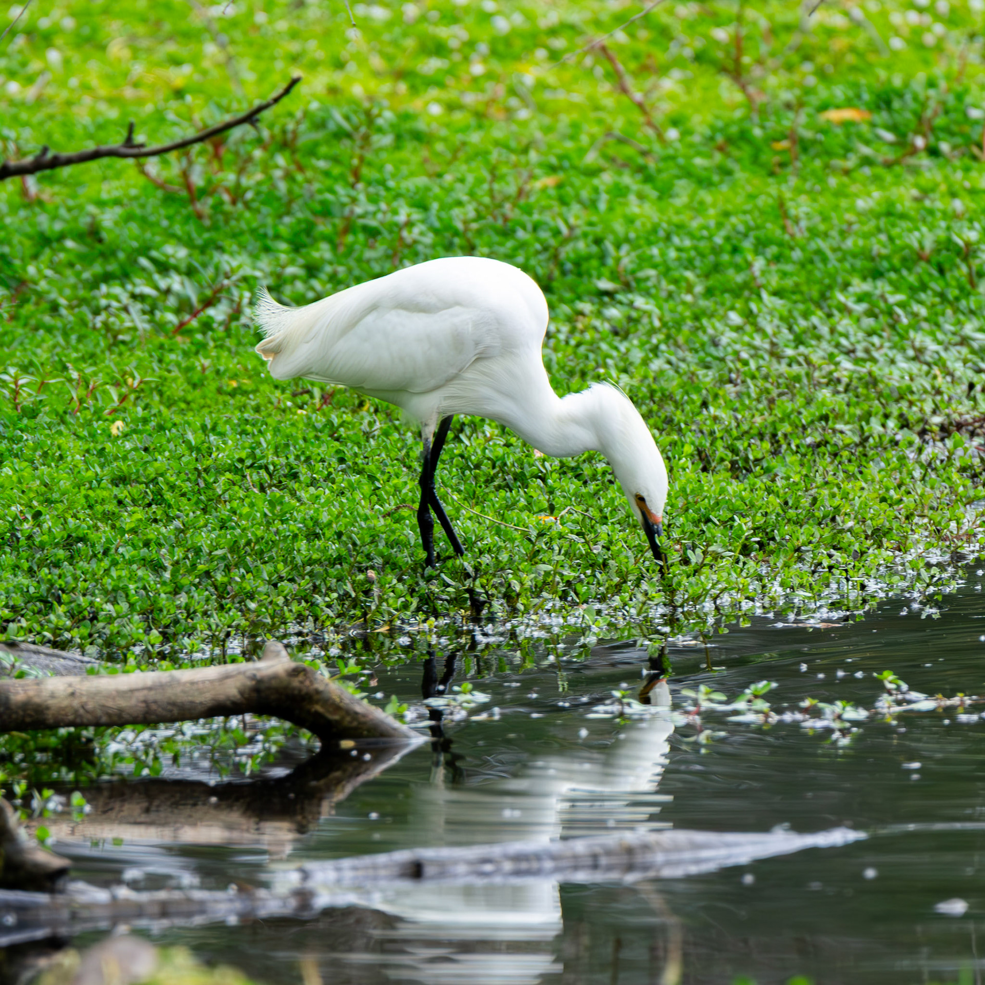 Snowy Egret