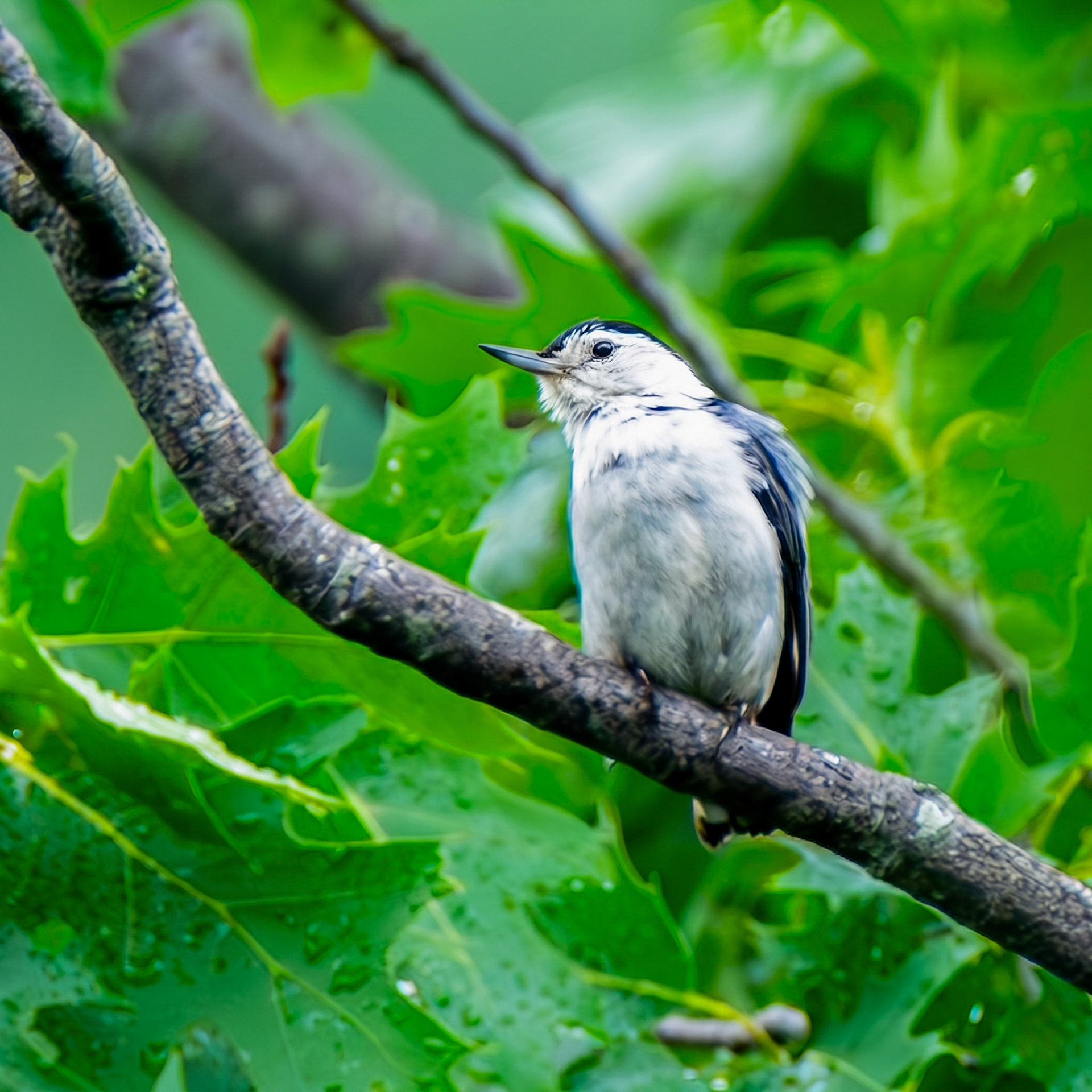 White-Breasted Nutnatch