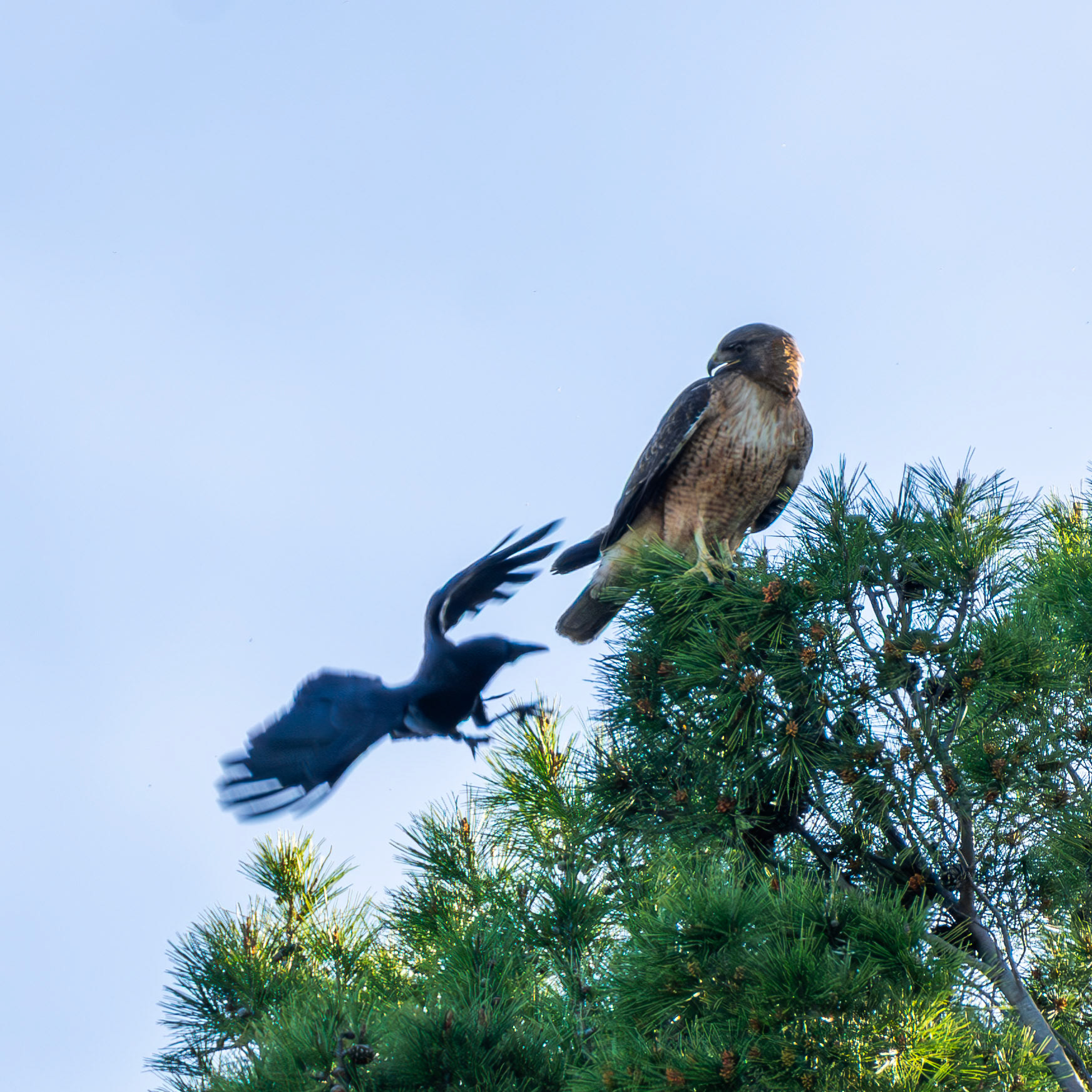 Red-Tailed Hawk
