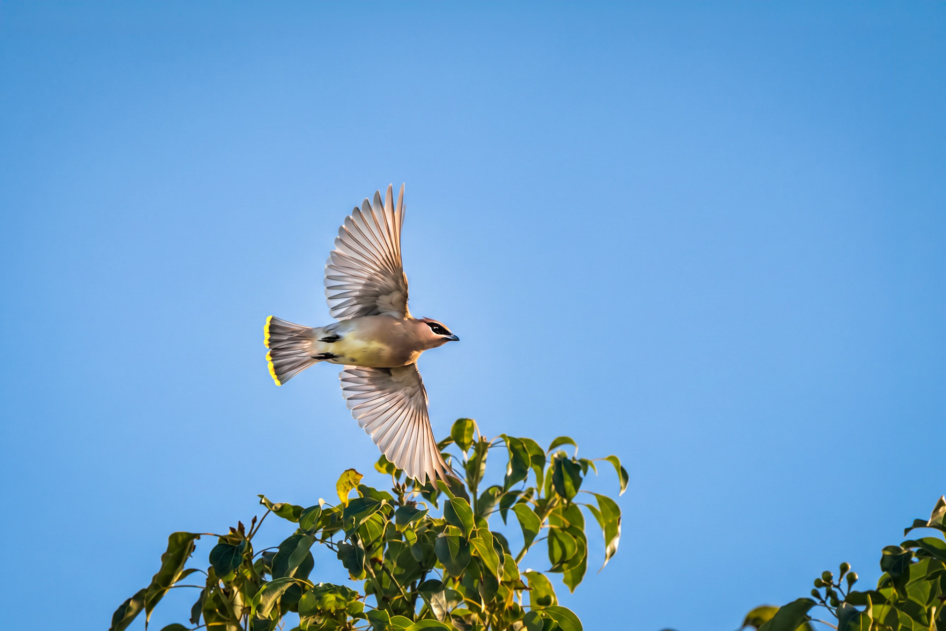 Cedar Waxwing