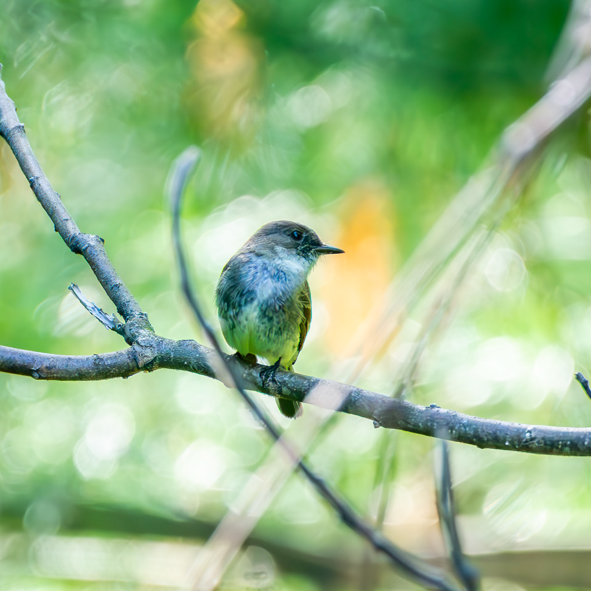 Eastern Phoebe