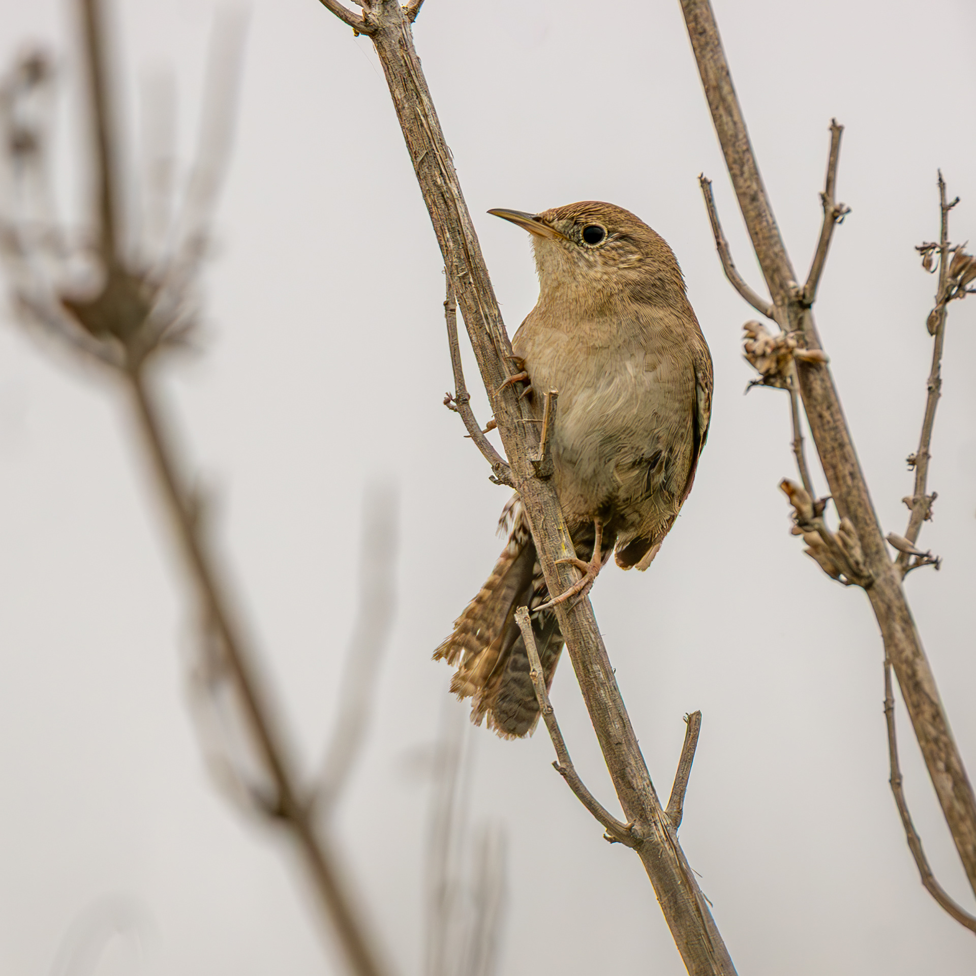 House Wren