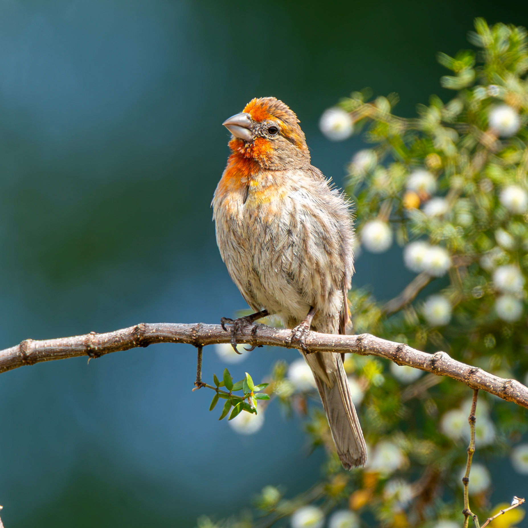 House Finch