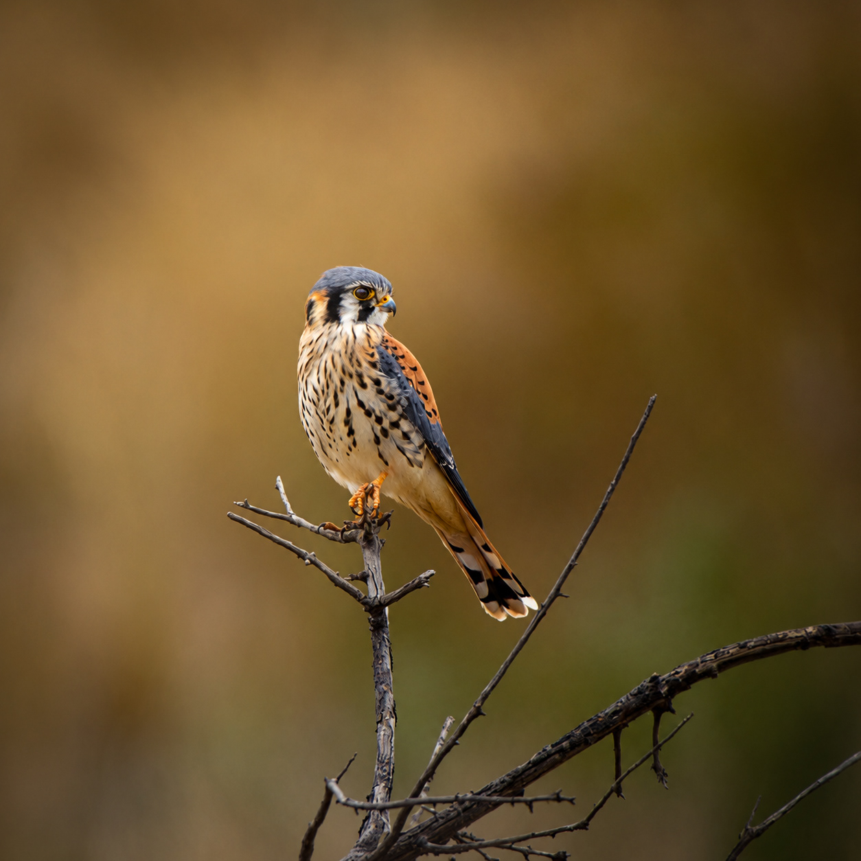 American Kestrel