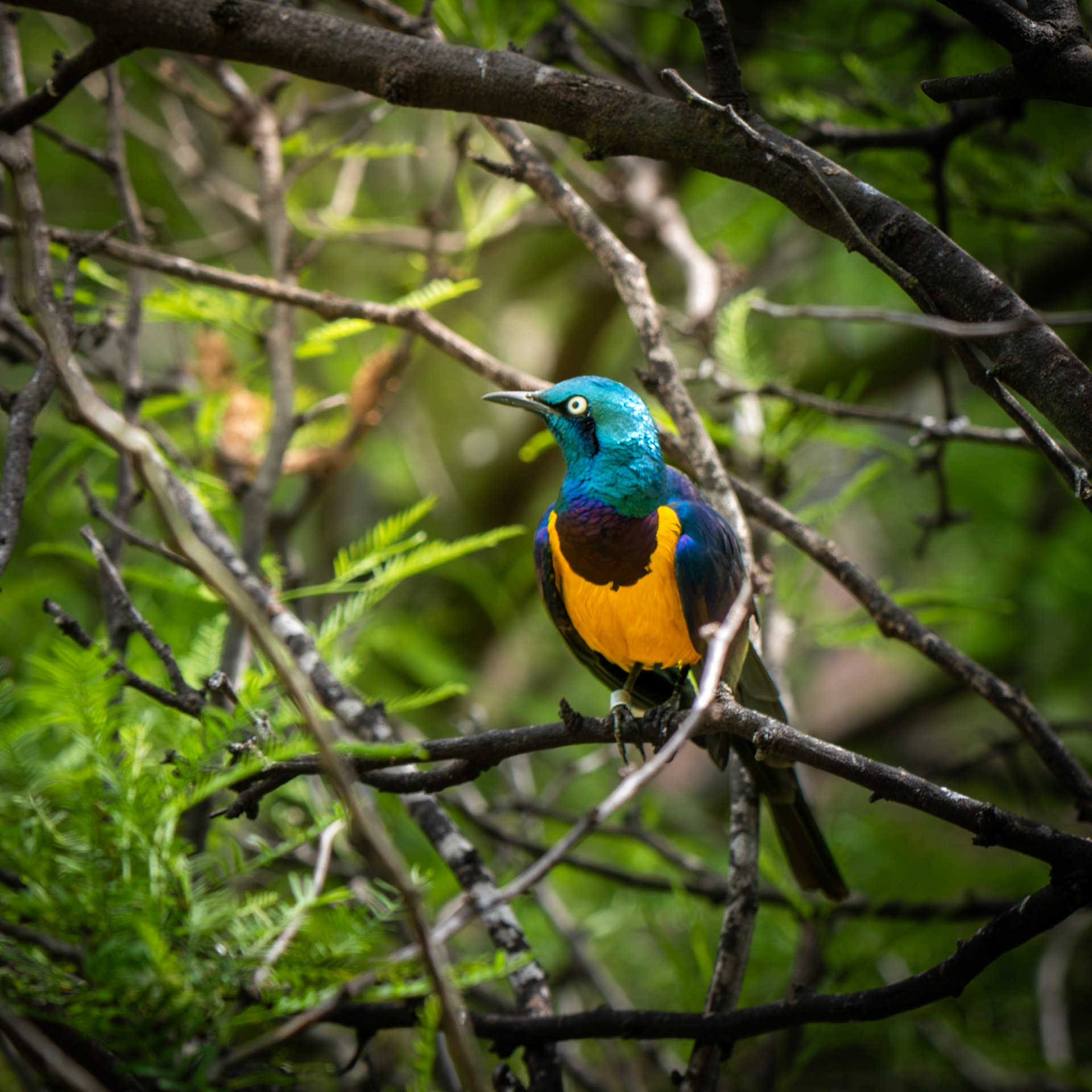 Golden-Breasted Starling