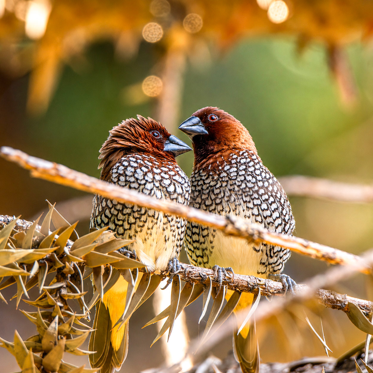 Scaly-Breasted Munia