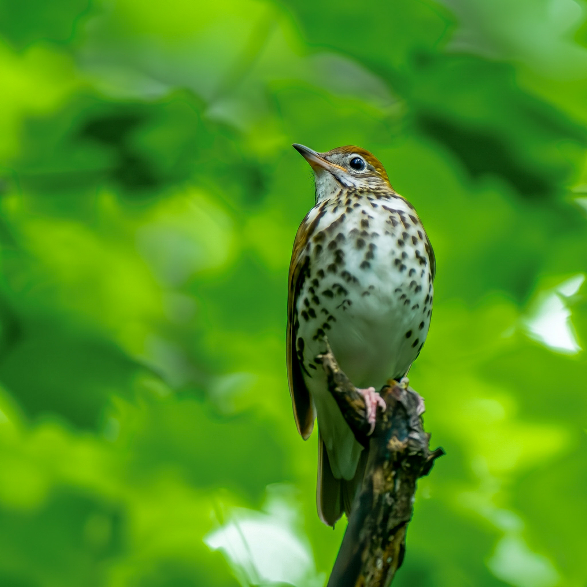 Wood Thrush