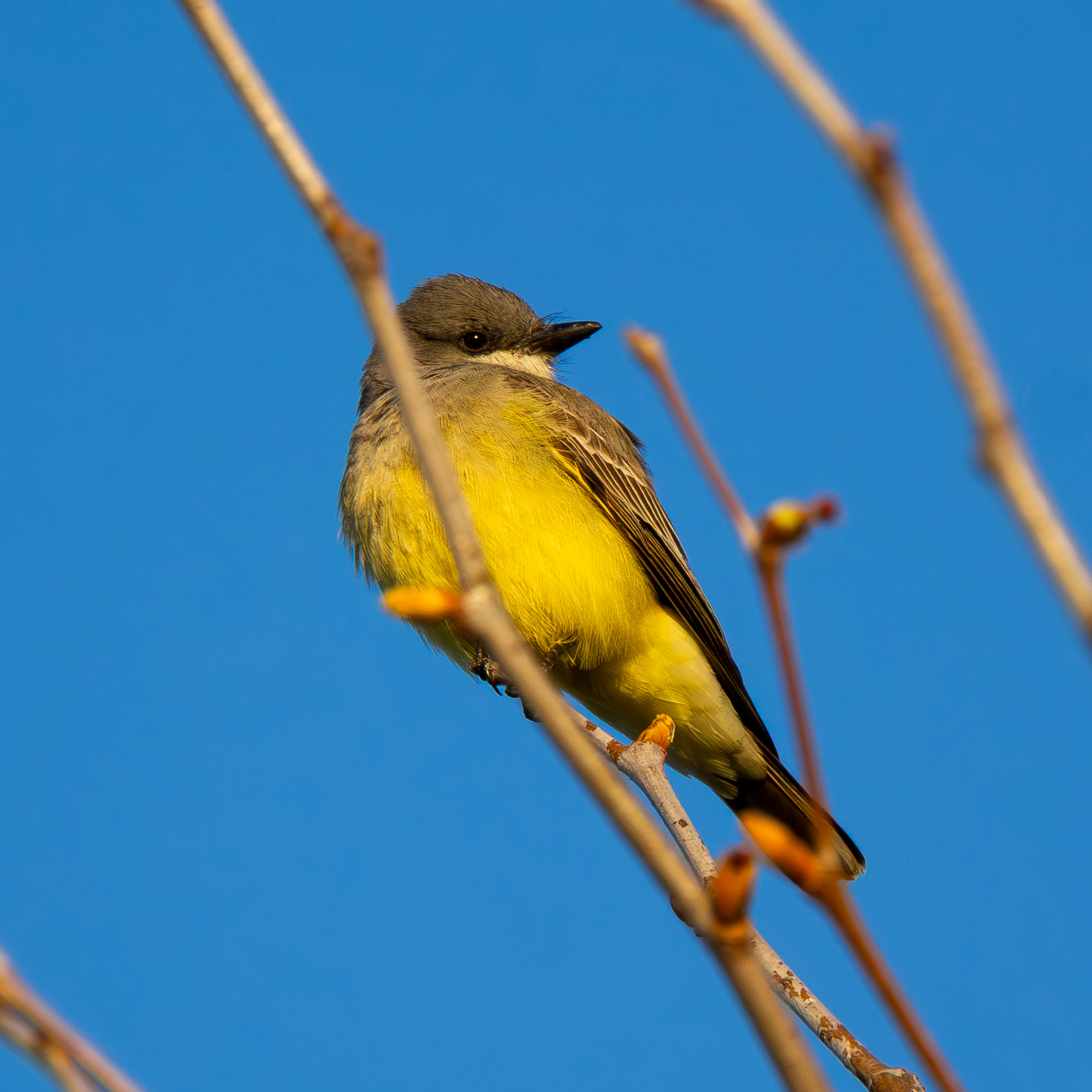 Cassin's Kingbird