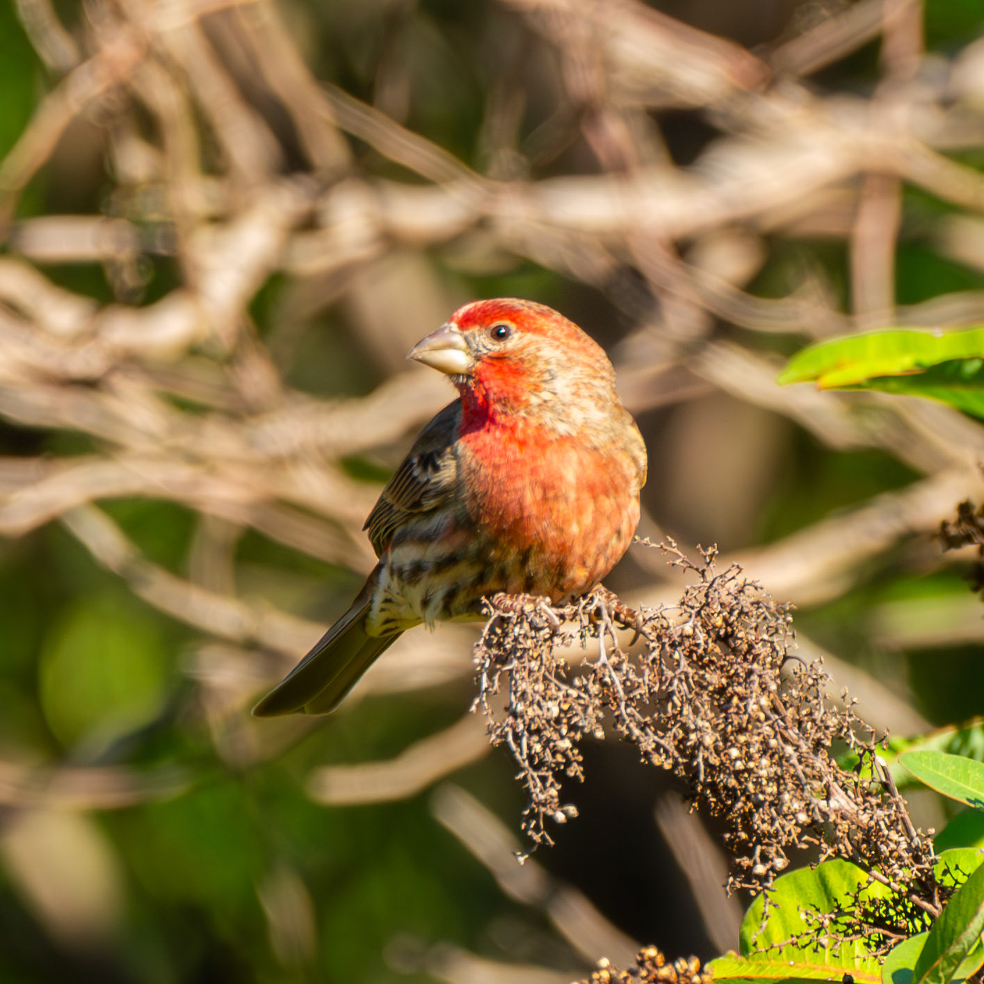 House Finch