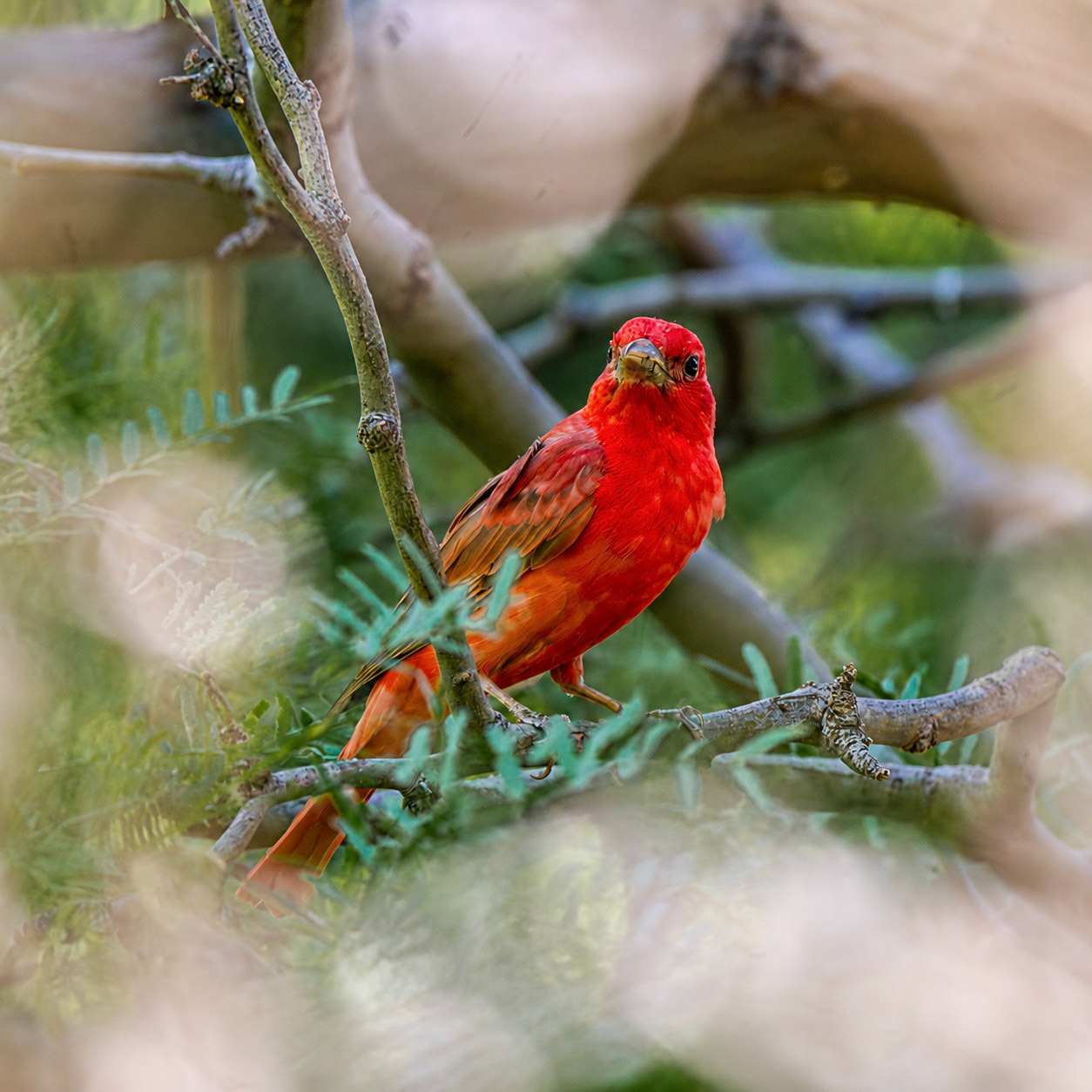 Summer Tanager
