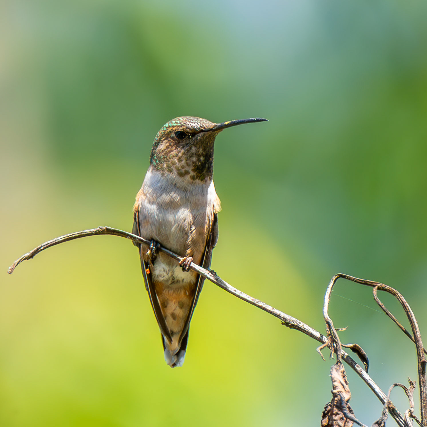 Rufous Hummingbird