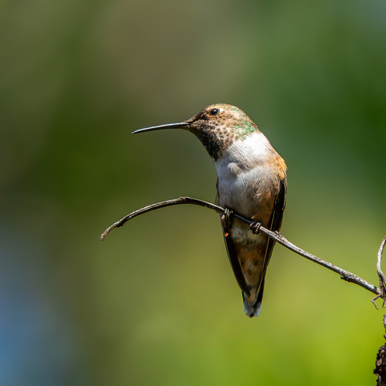 Rufous Hummingbird