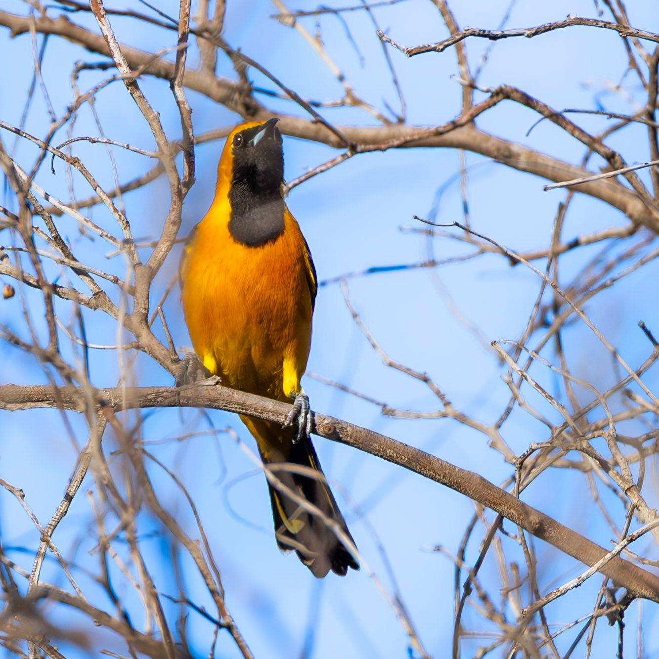 Hooded Oriole
