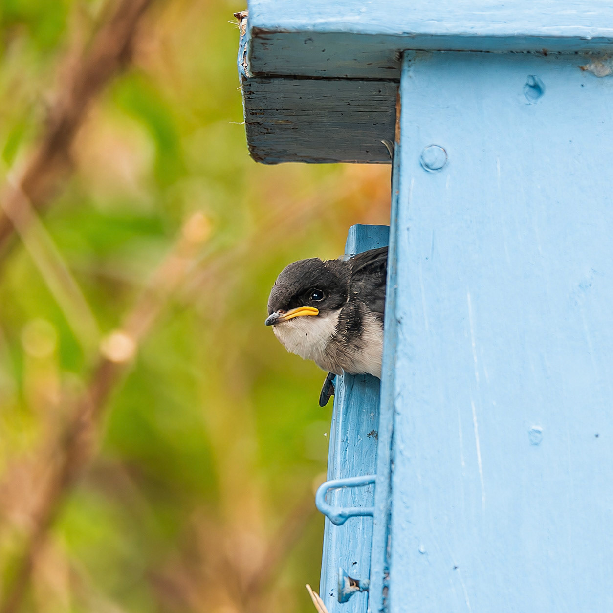 Tree Swallow