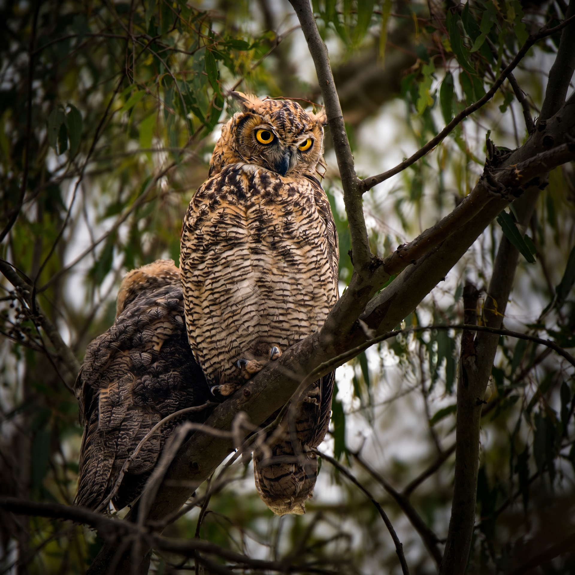 Great Horned Owl