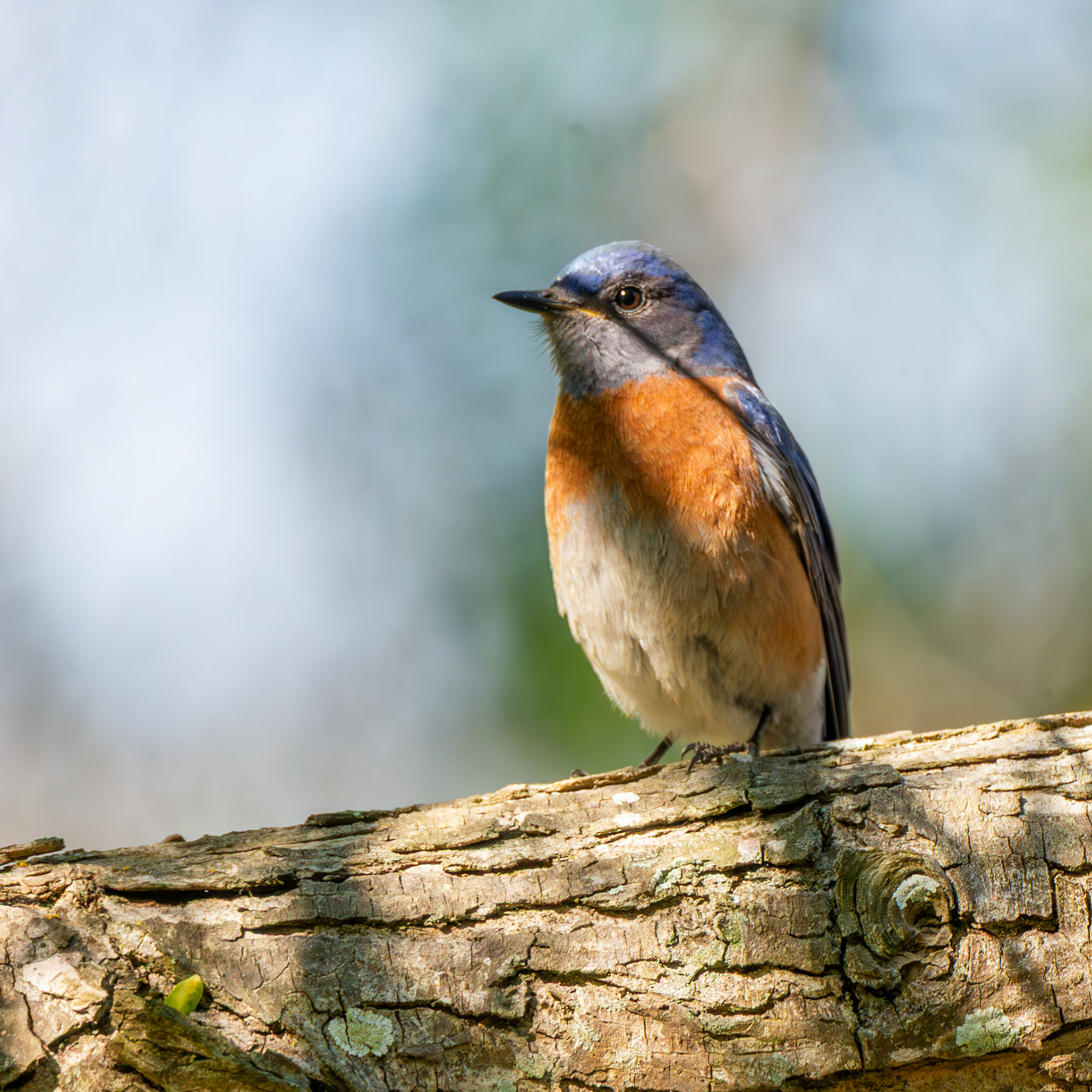 Western Bluebird