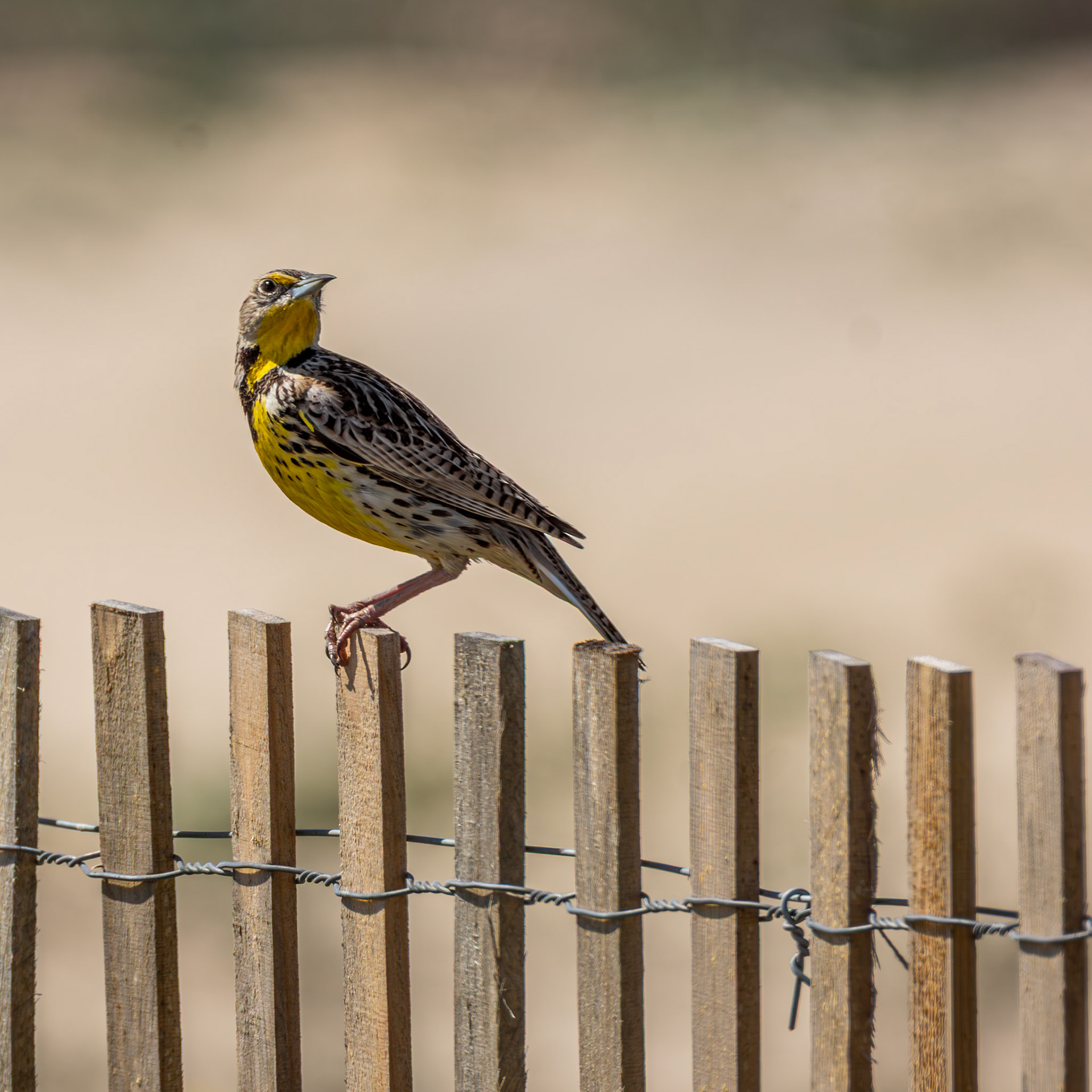 Western Meadowlark