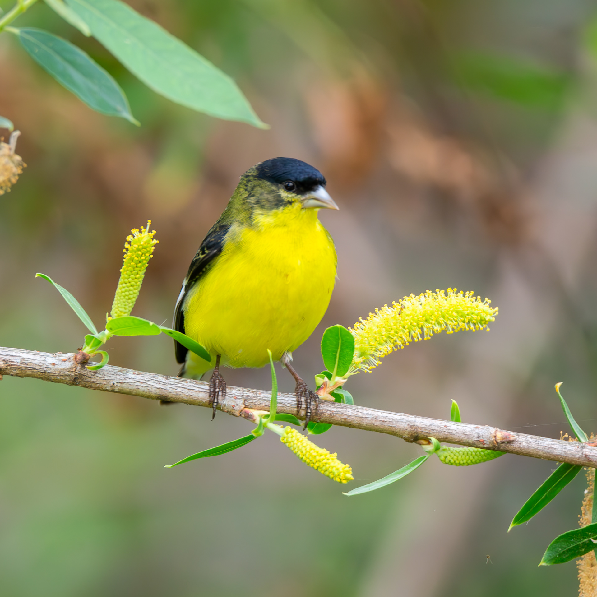 Lesser Goldfinch