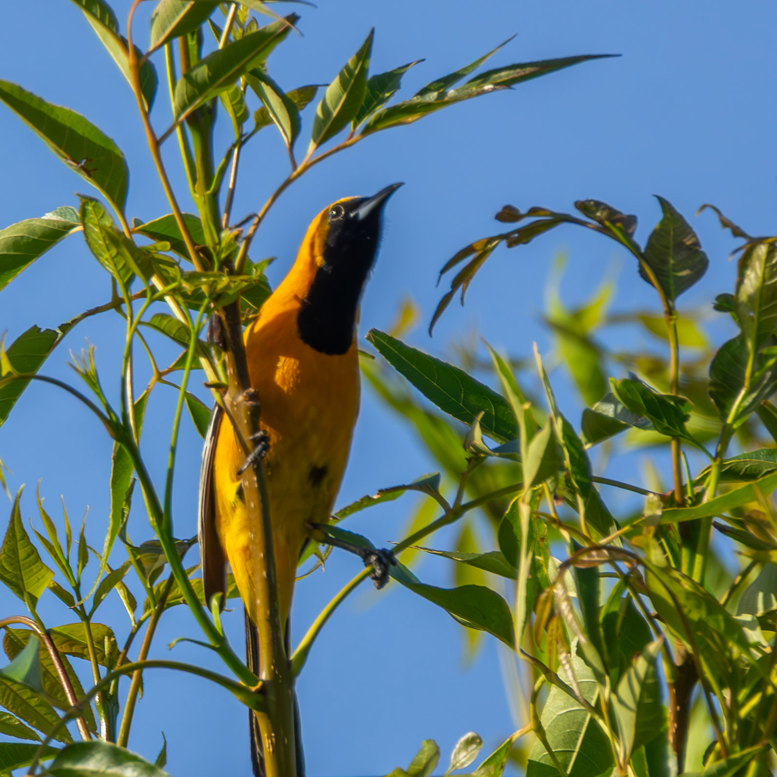 Hooded Oriole