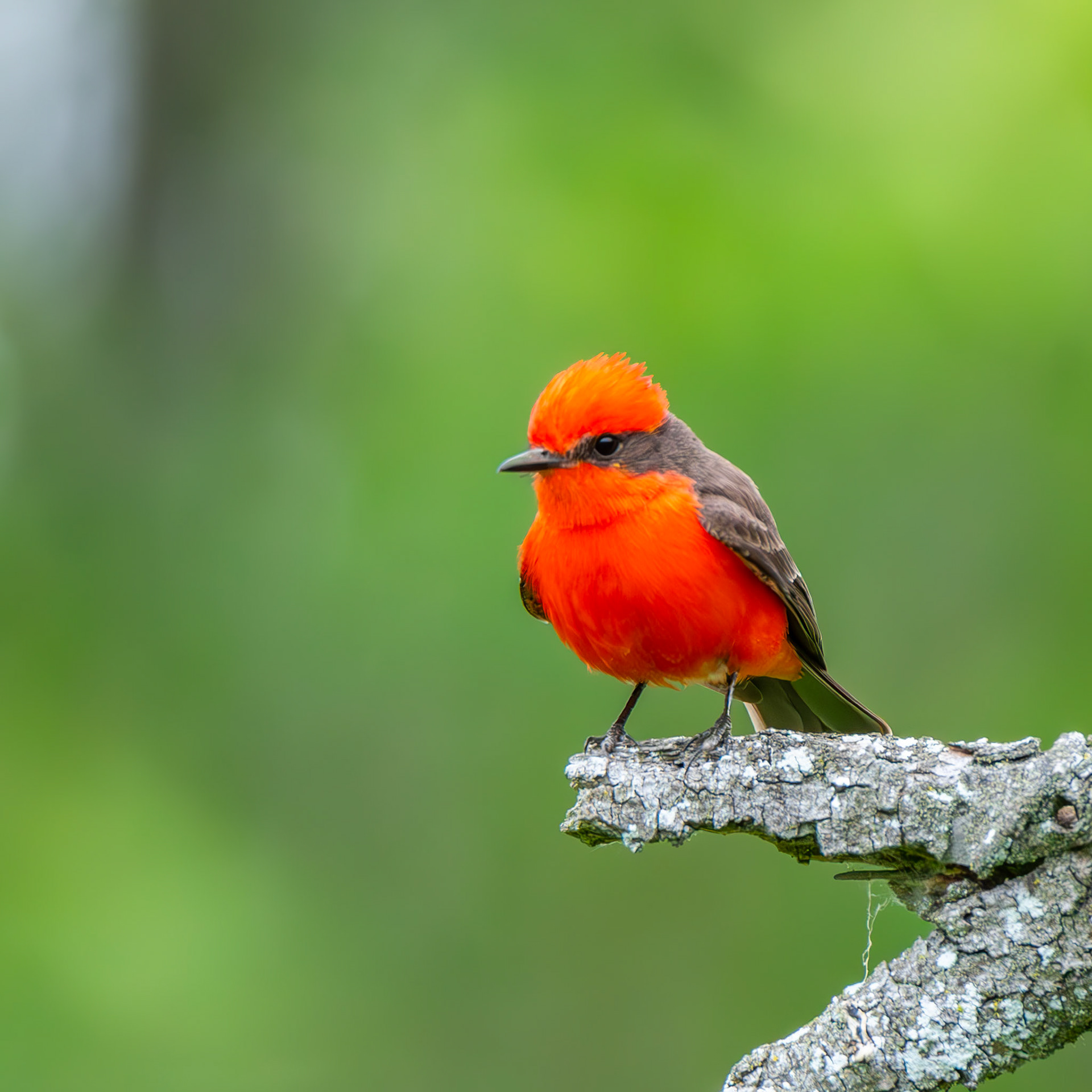Vermillion Flycatcher