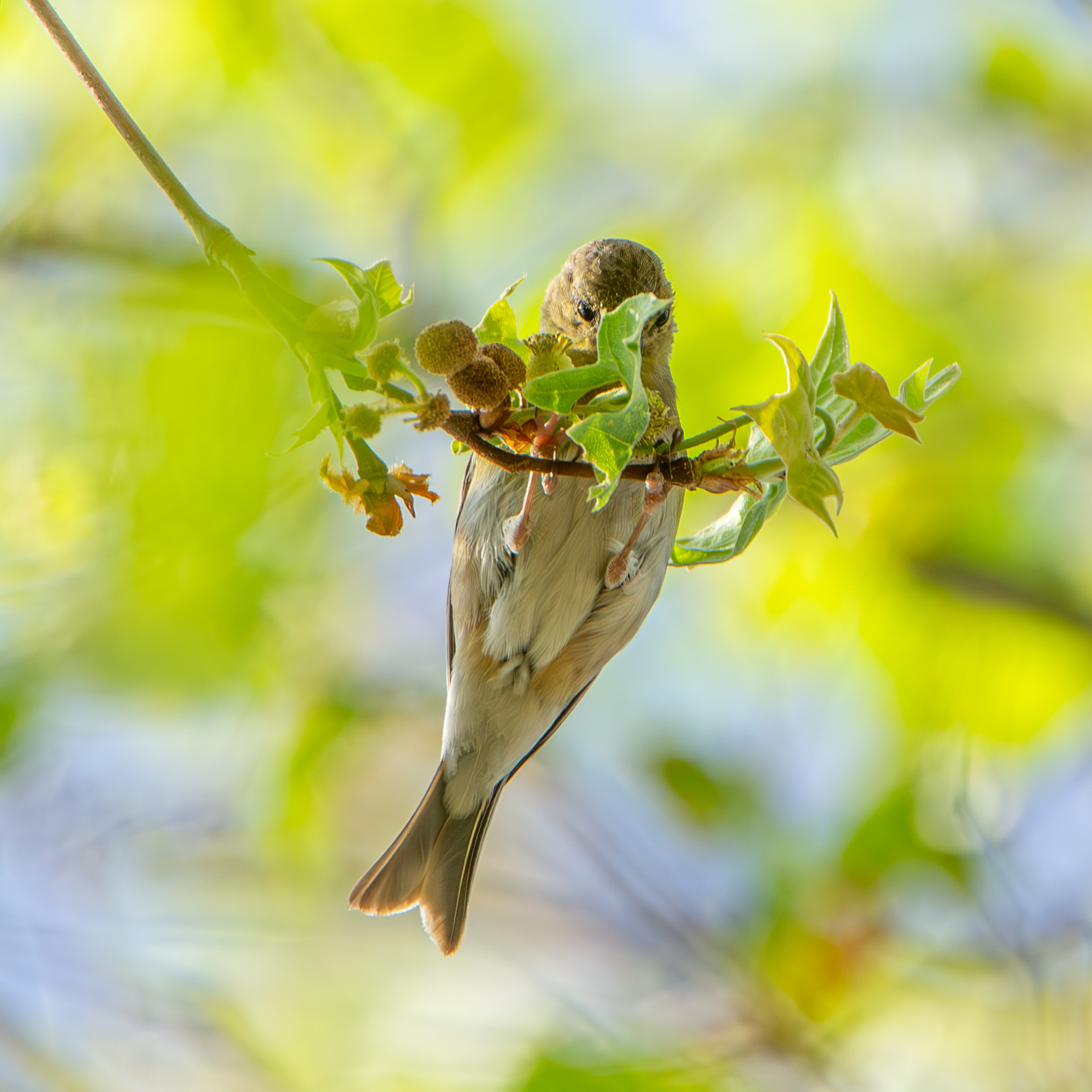 American Goldfinch