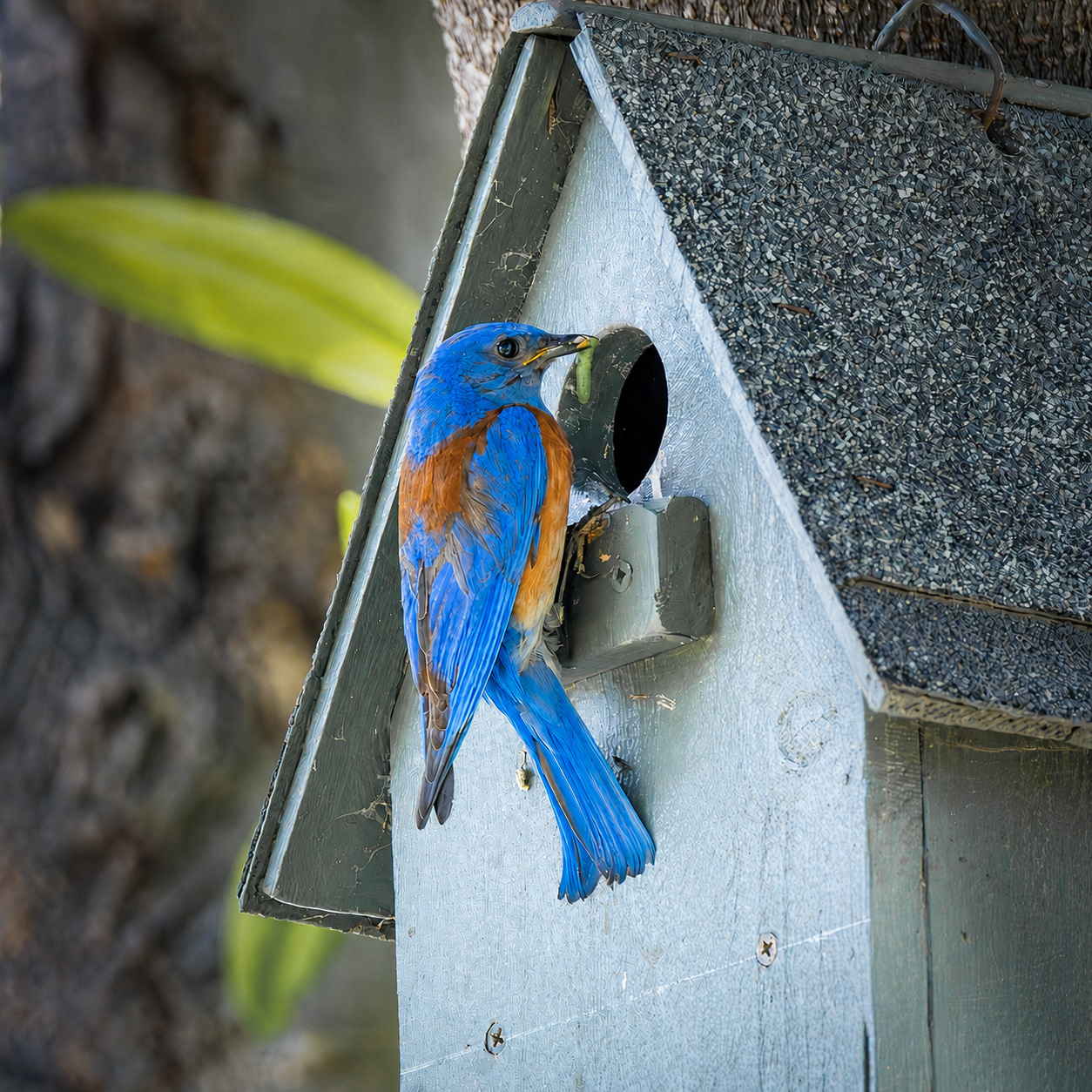 Western Bluebird