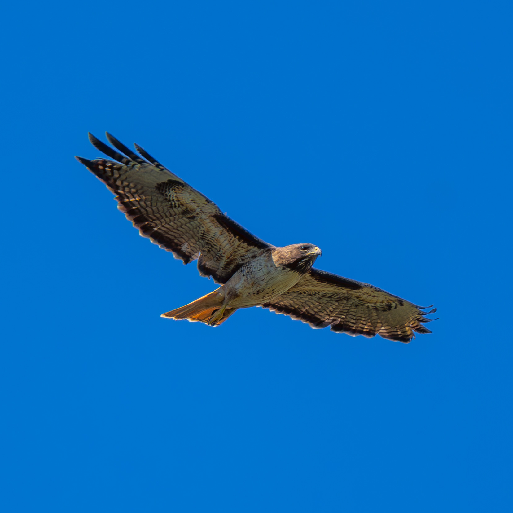 Red-Tailed Hawk