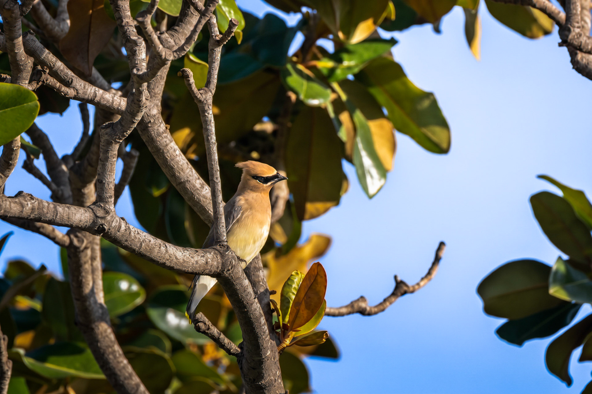 Cedar Waxwing