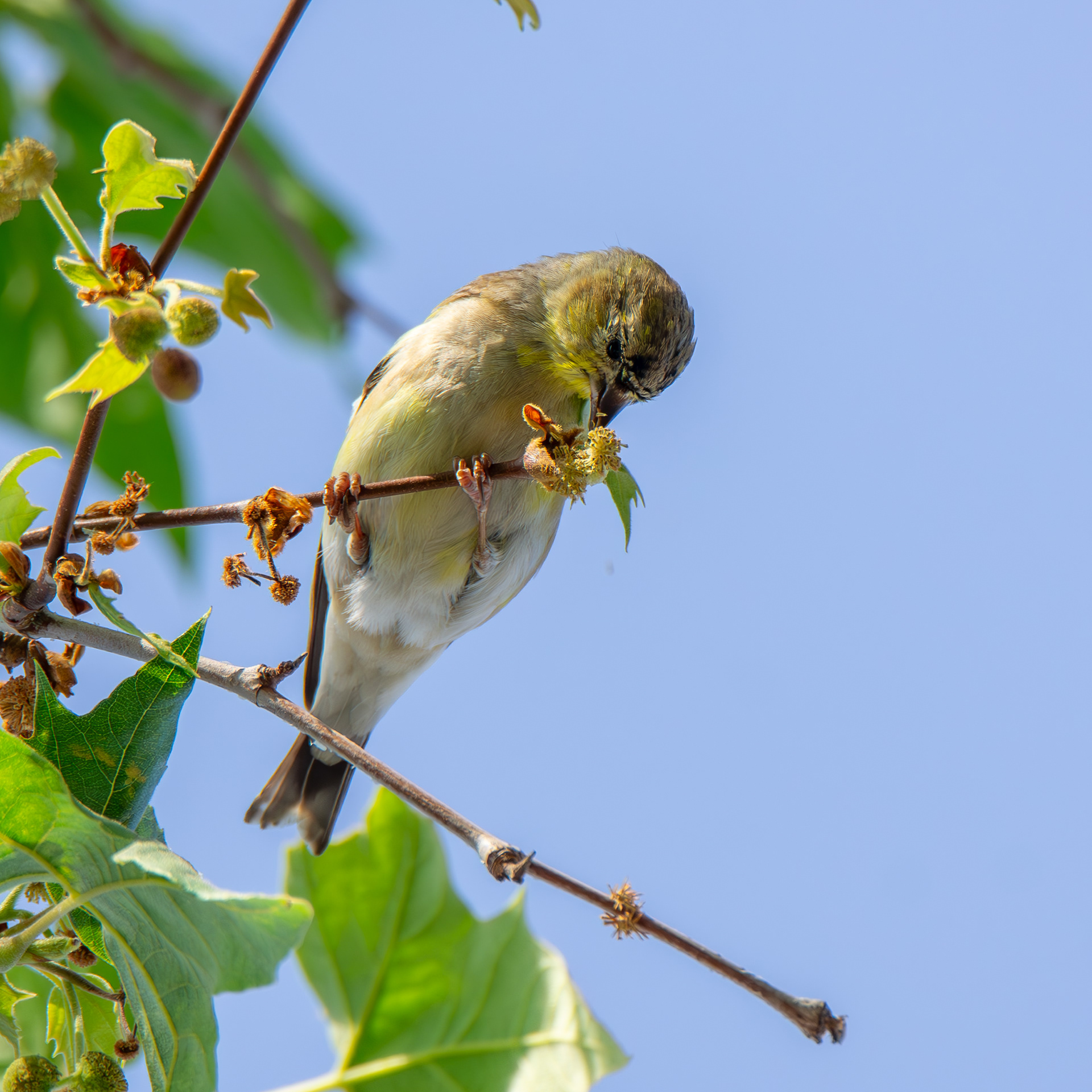 American Goldfinch