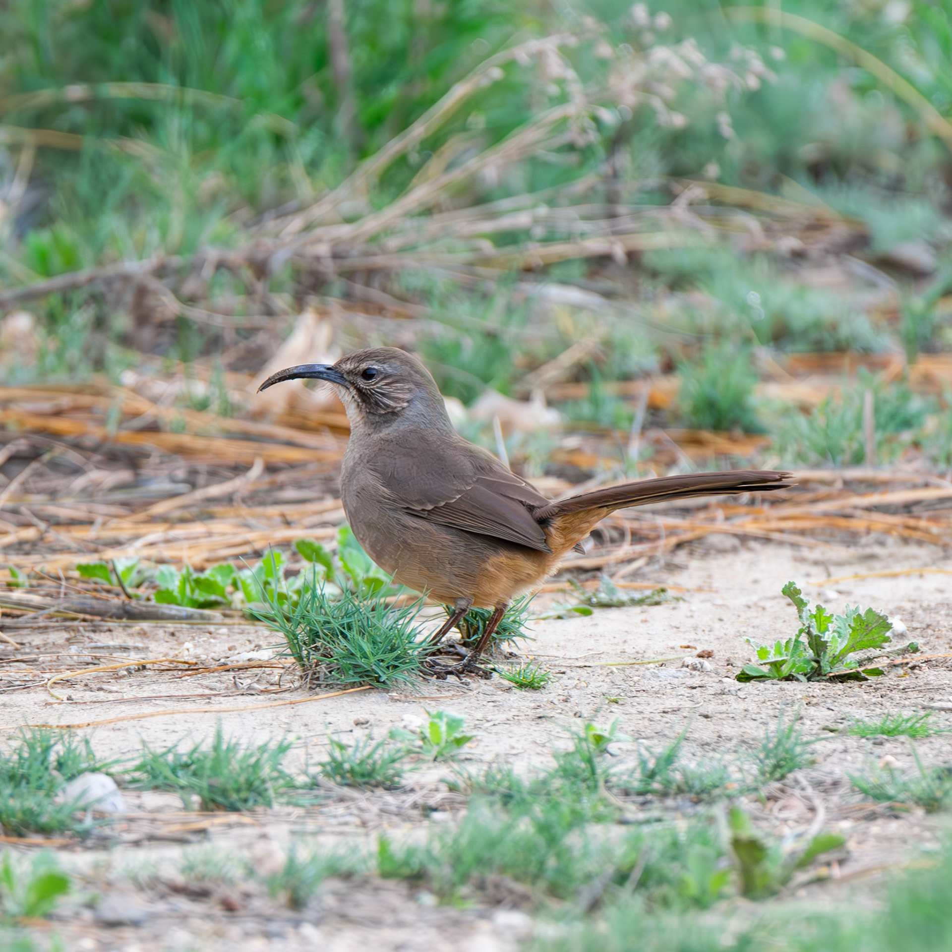 California Thrasher