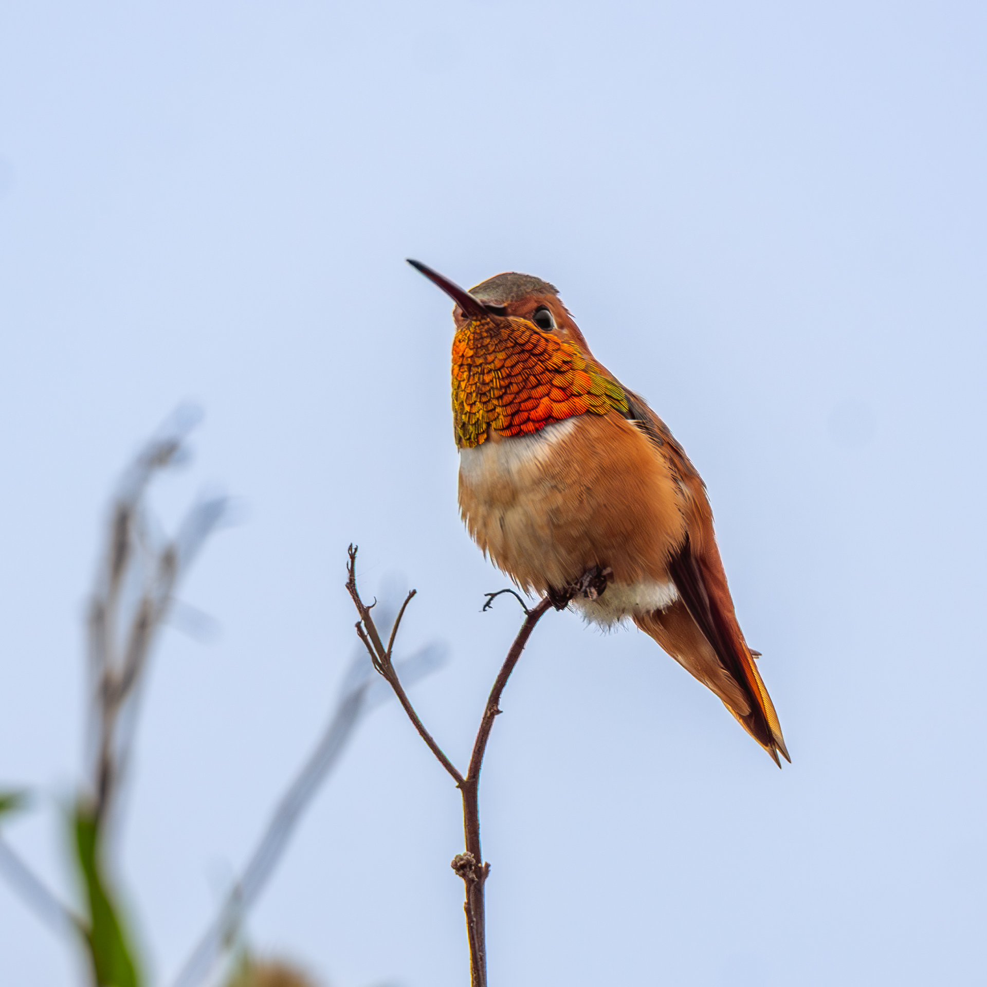 Allens' Hummingbird