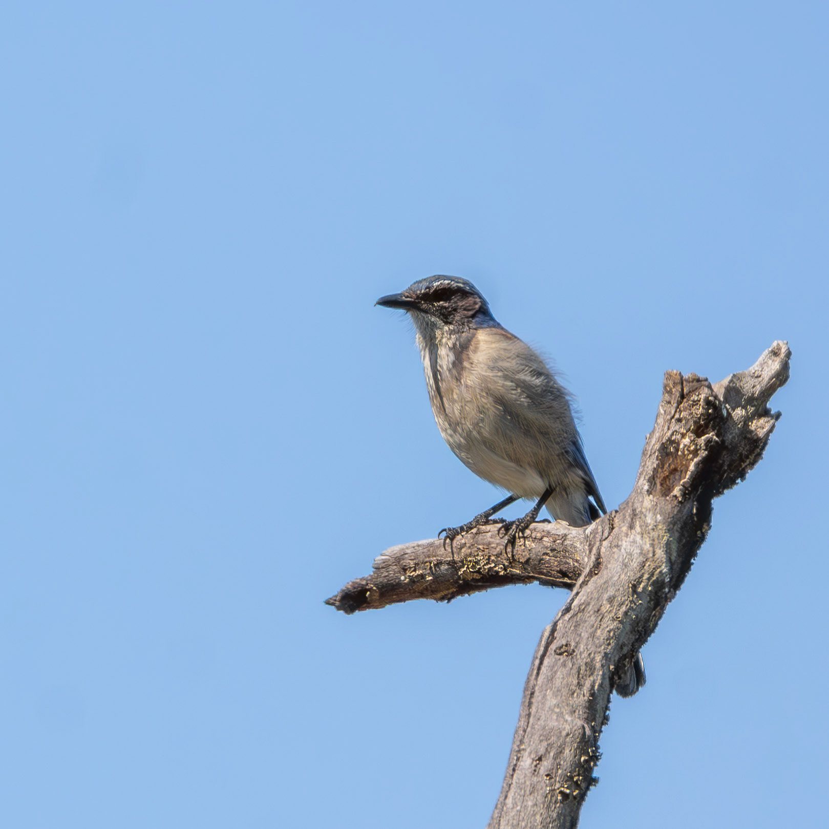 California Scrub Jay