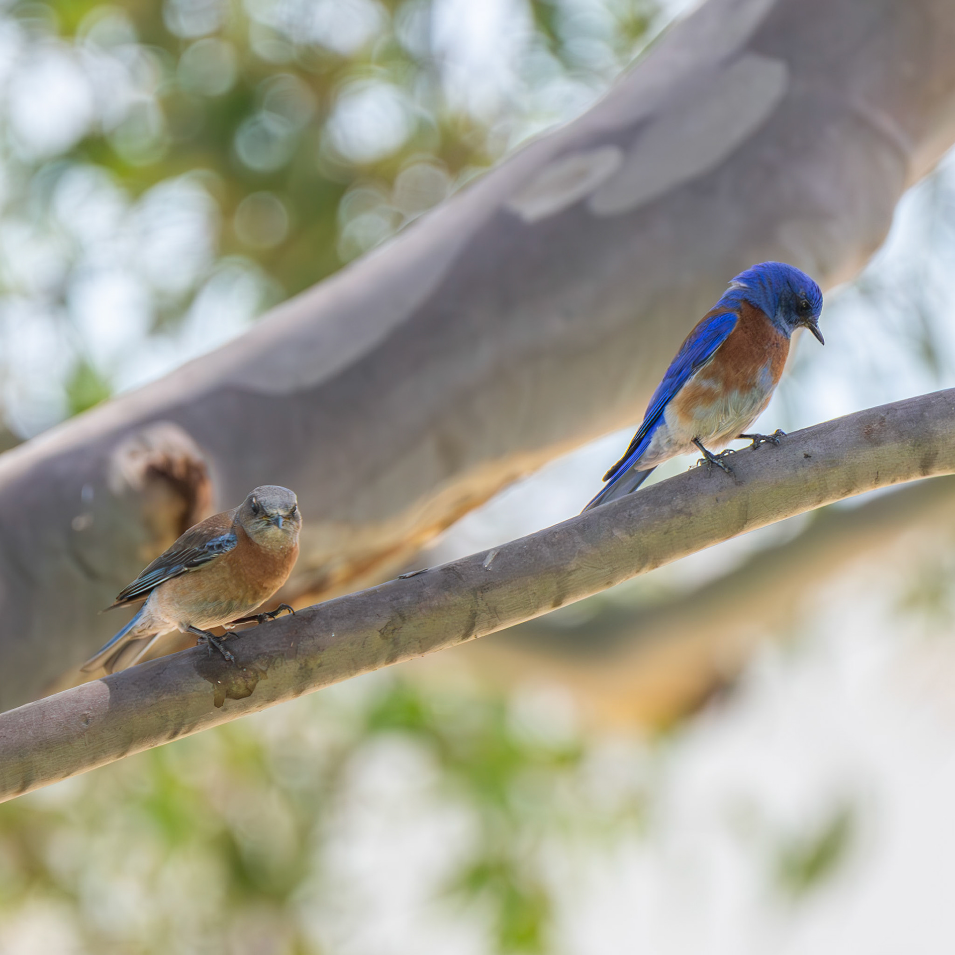 Western Bluebird