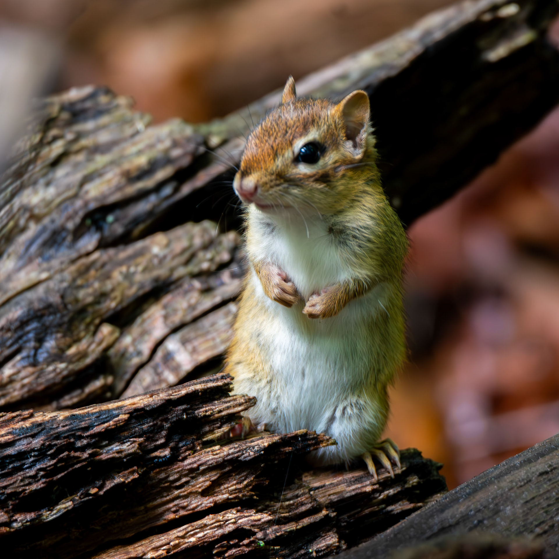 Eastern Chipmunk
