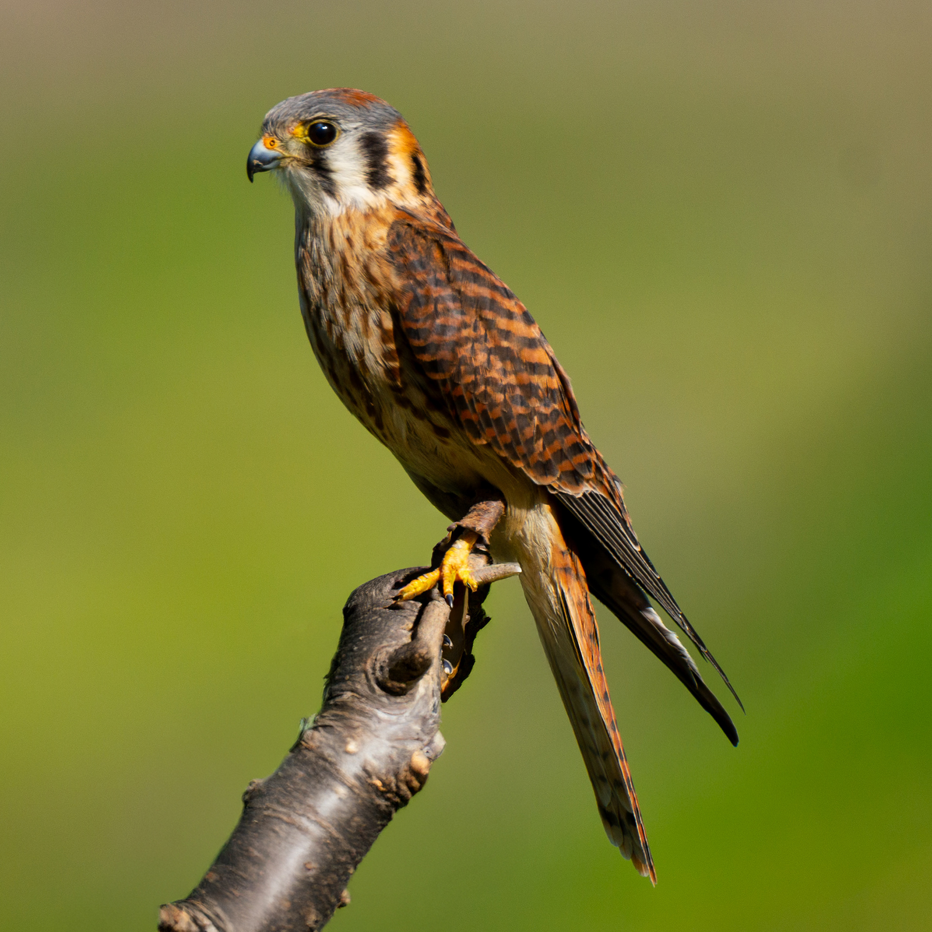 American Kestrel